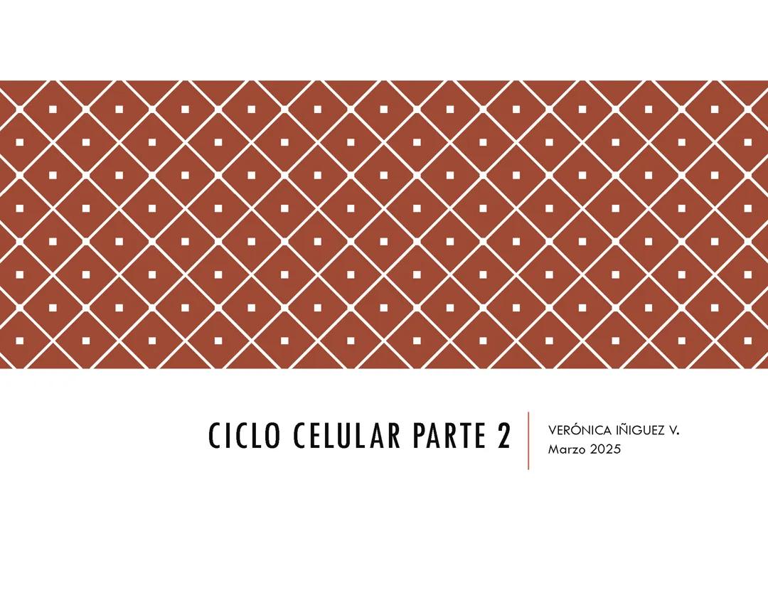 Ciclo celular 2