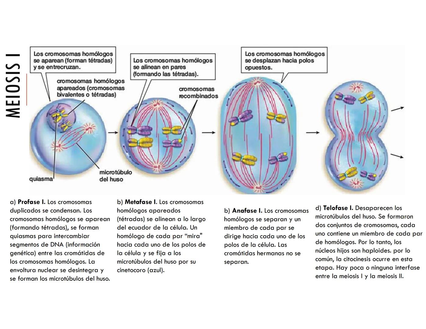 CICLO CELULAR PARTE 2
VERÓNICA IÑIGUEZ V.
Marzo 2025 # MUTACIONES DEL ADN, COMO ORIGEN DE LA VARIACIÓN
GENÉTICA
Mutaciones neutras o perjud