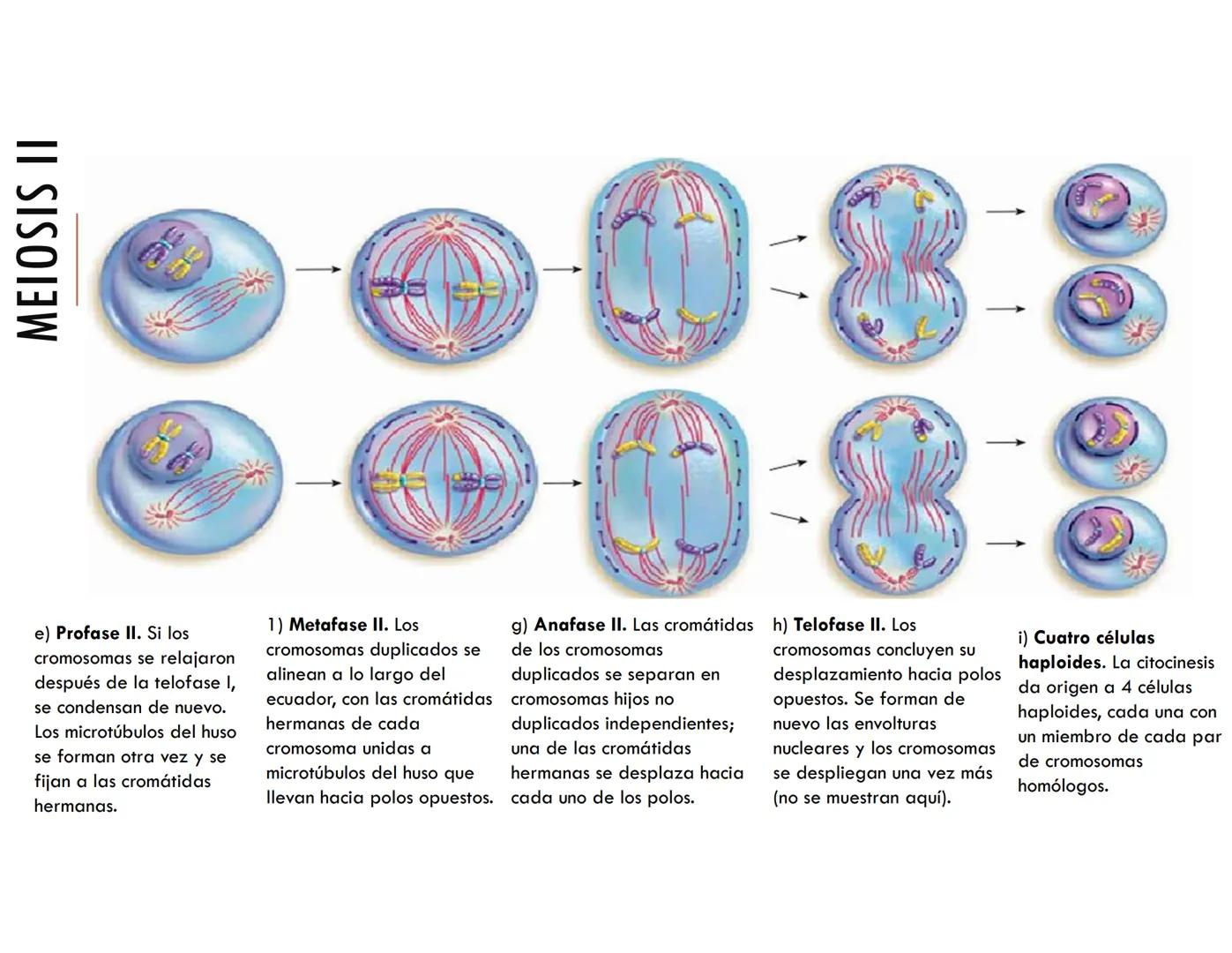 CICLO CELULAR PARTE 2
VERÓNICA IÑIGUEZ V.
Marzo 2025 # MUTACIONES DEL ADN, COMO ORIGEN DE LA VARIACIÓN
GENÉTICA
Mutaciones neutras o perjud