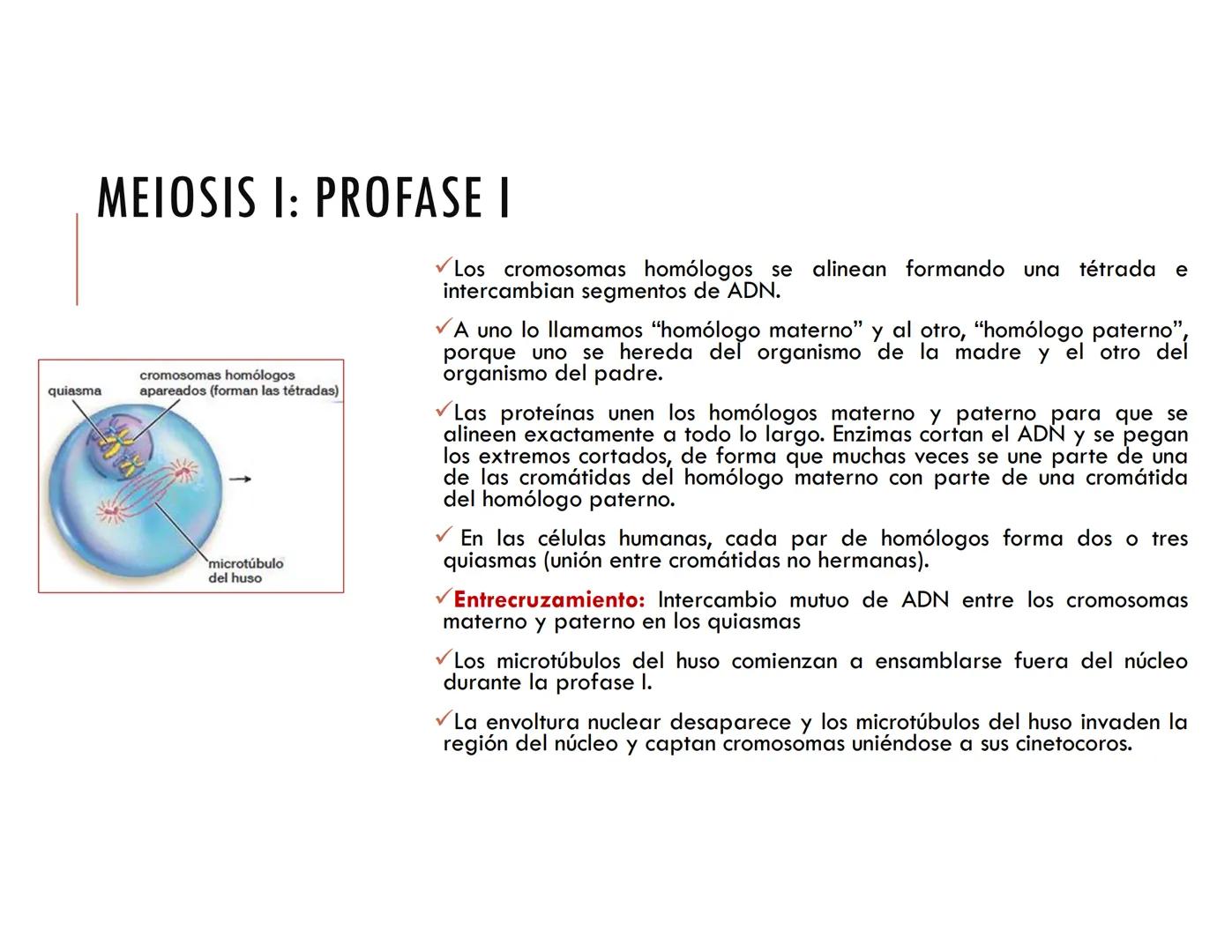 CICLO CELULAR PARTE 2
VERÓNICA IÑIGUEZ V.
Marzo 2025 # MUTACIONES DEL ADN, COMO ORIGEN DE LA VARIACIÓN
GENÉTICA
Mutaciones neutras o perjud