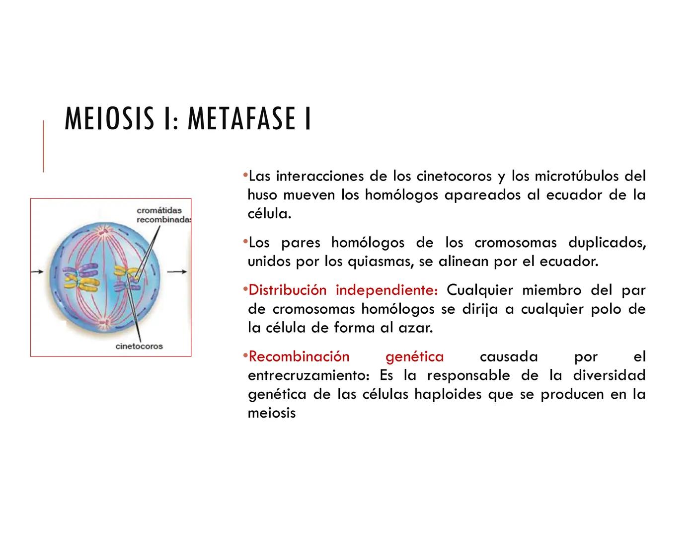 CICLO CELULAR PARTE 2
VERÓNICA IÑIGUEZ V.
Marzo 2025 # MUTACIONES DEL ADN, COMO ORIGEN DE LA VARIACIÓN
GENÉTICA
Mutaciones neutras o perjud