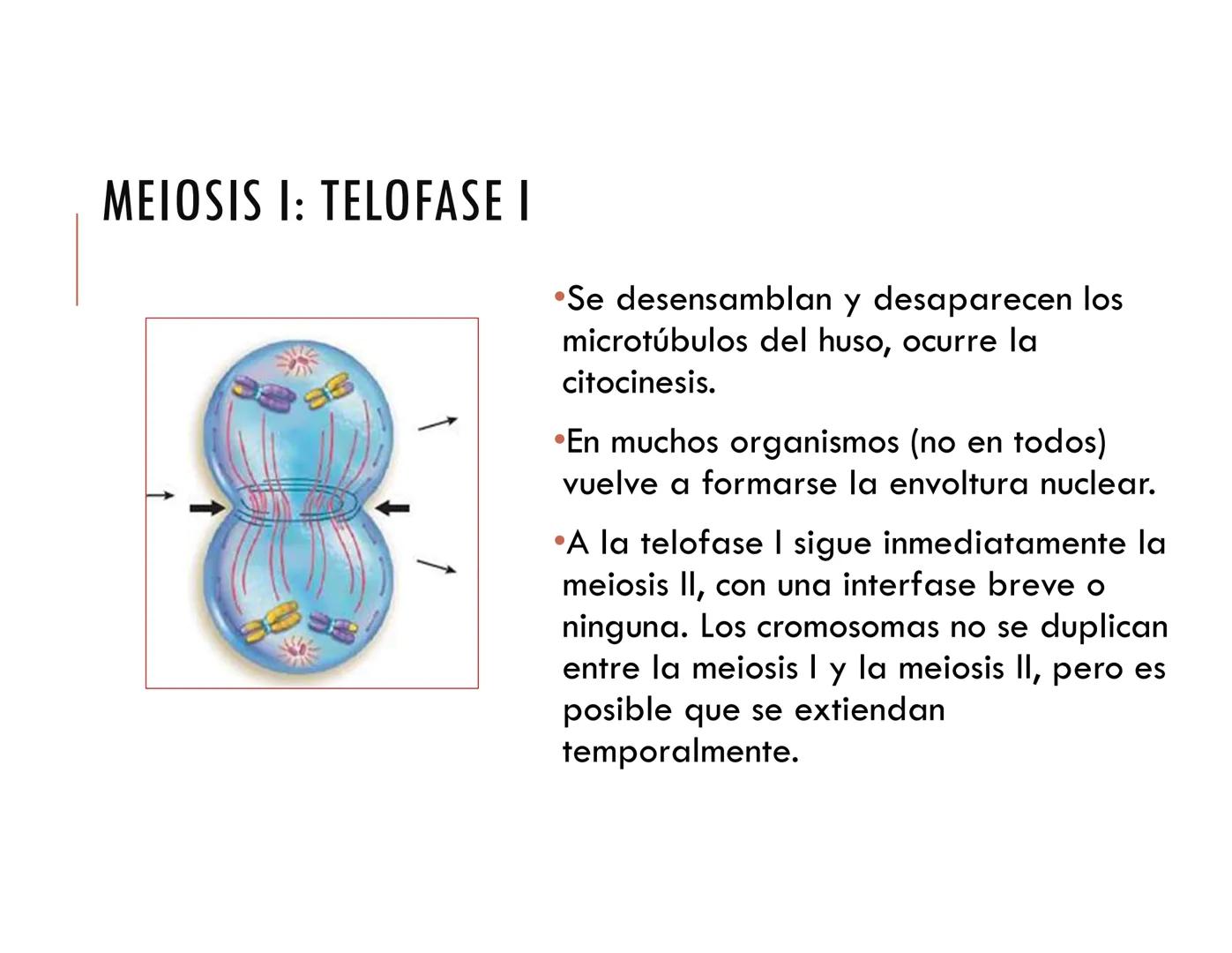 CICLO CELULAR PARTE 2
VERÓNICA IÑIGUEZ V.
Marzo 2025 # MUTACIONES DEL ADN, COMO ORIGEN DE LA VARIACIÓN
GENÉTICA
Mutaciones neutras o perjud