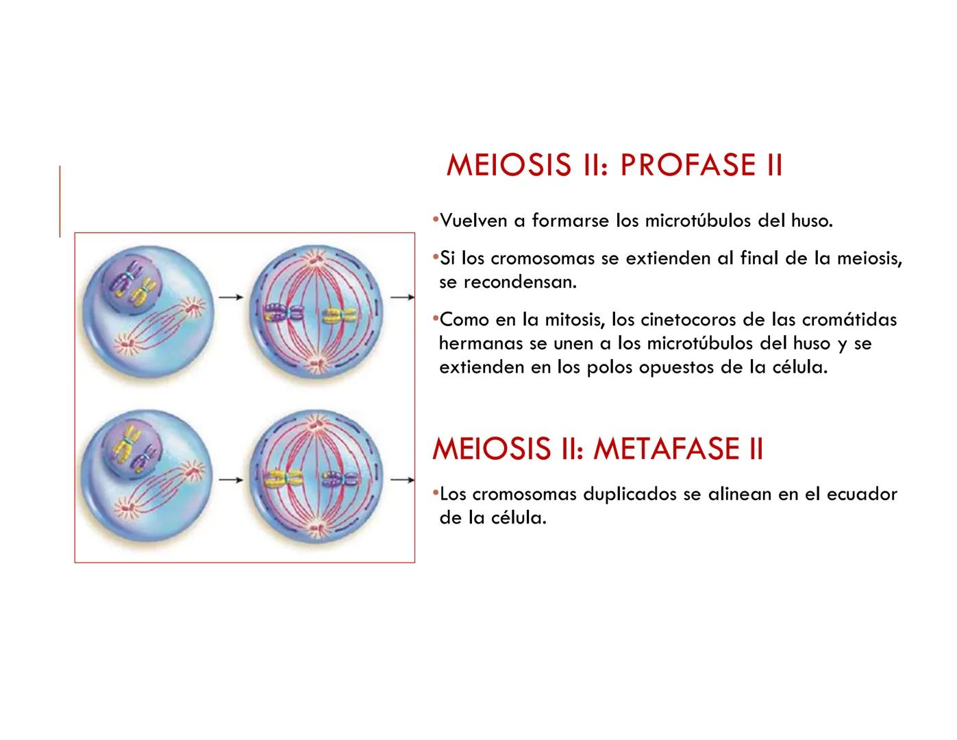 CICLO CELULAR PARTE 2
VERÓNICA IÑIGUEZ V.
Marzo 2025 # MUTACIONES DEL ADN, COMO ORIGEN DE LA VARIACIÓN
GENÉTICA
Mutaciones neutras o perjud