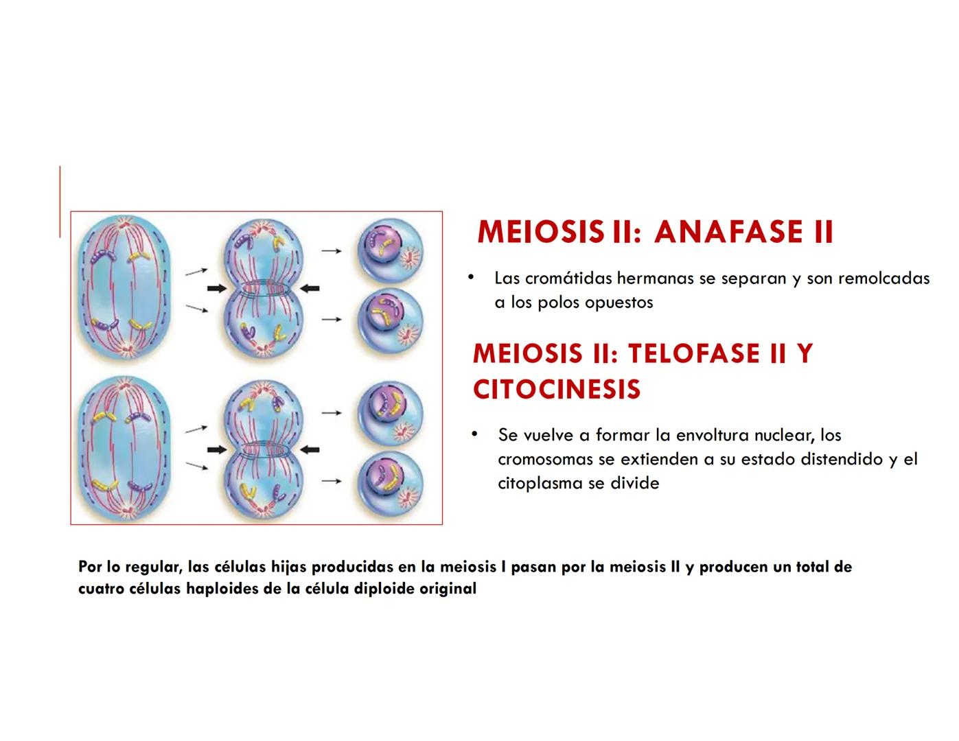 CICLO CELULAR PARTE 2
VERÓNICA IÑIGUEZ V.
Marzo 2025 # MUTACIONES DEL ADN, COMO ORIGEN DE LA VARIACIÓN
GENÉTICA
Mutaciones neutras o perjud