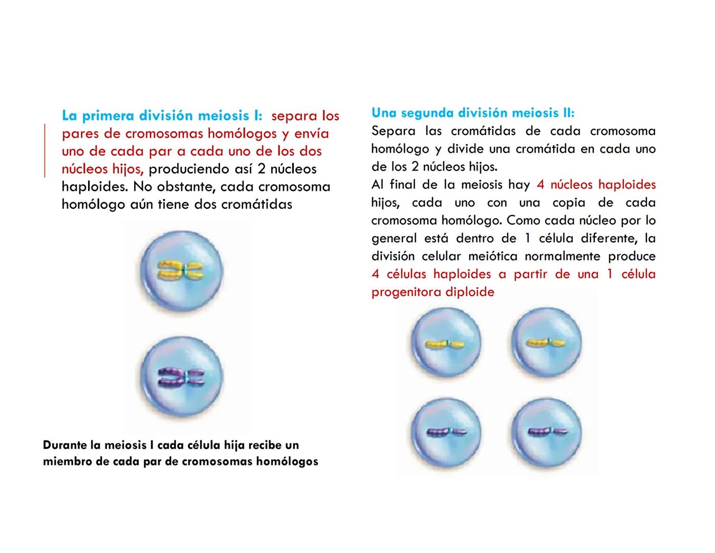 CICLO CELULAR PARTE 2
VERÓNICA IÑIGUEZ V.
Marzo 2025 # MUTACIONES DEL ADN, COMO ORIGEN DE LA VARIACIÓN
GENÉTICA
Mutaciones neutras o perjud