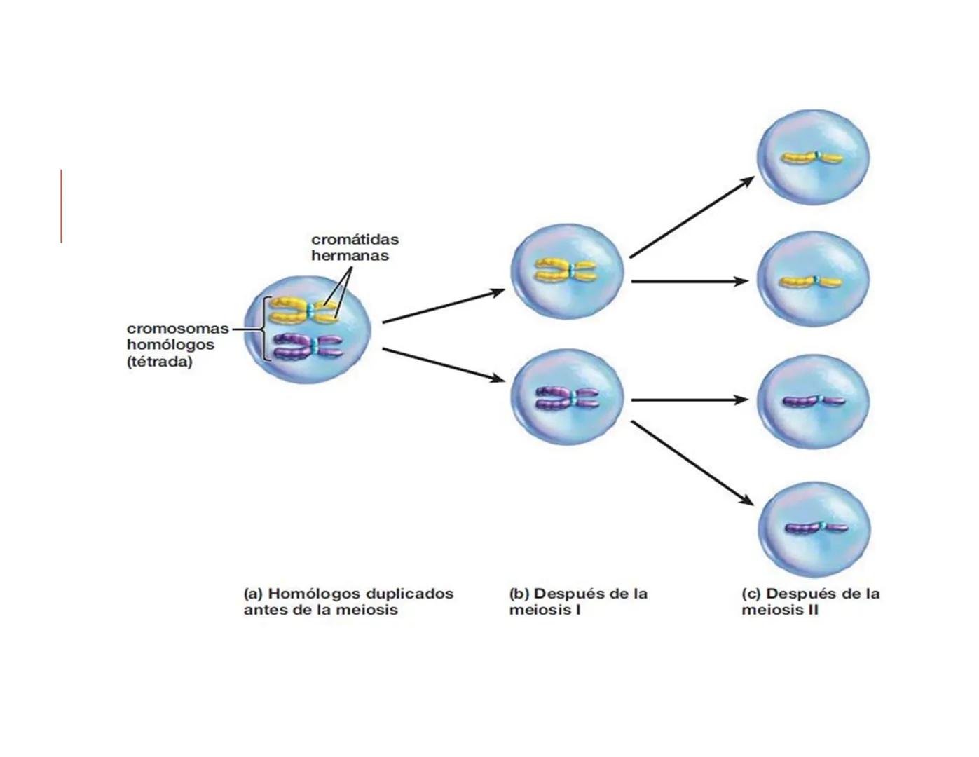 CICLO CELULAR PARTE 2
VERÓNICA IÑIGUEZ V.
Marzo 2025 # MUTACIONES DEL ADN, COMO ORIGEN DE LA VARIACIÓN
GENÉTICA
Mutaciones neutras o perjud