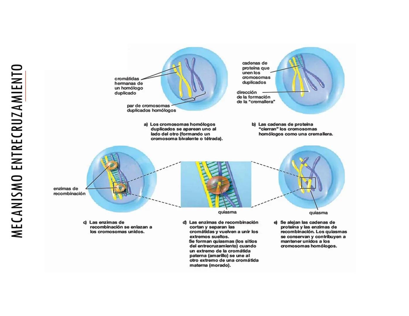 CICLO CELULAR PARTE 2
VERÓNICA IÑIGUEZ V.
Marzo 2025 # MUTACIONES DEL ADN, COMO ORIGEN DE LA VARIACIÓN
GENÉTICA
Mutaciones neutras o perjud