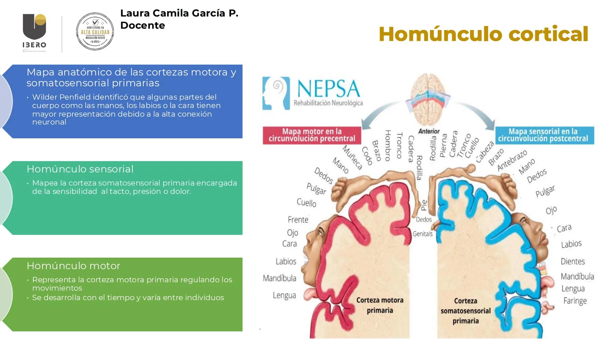--- OCR Start ---
GIBERO
UTI. Estructura y
funcionamiento del
sistema nervioso
1. El cerebro / SNC y SNP
2025-10
Laura Camila García P.
Doce