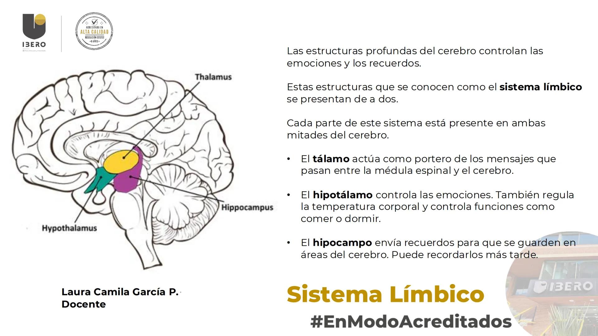 --- OCR Start ---
GIBERO
UTI. Estructura y
funcionamiento del
sistema nervioso
1. El cerebro / SNC y SNP
2025-10
Laura Camila García P.
Doce