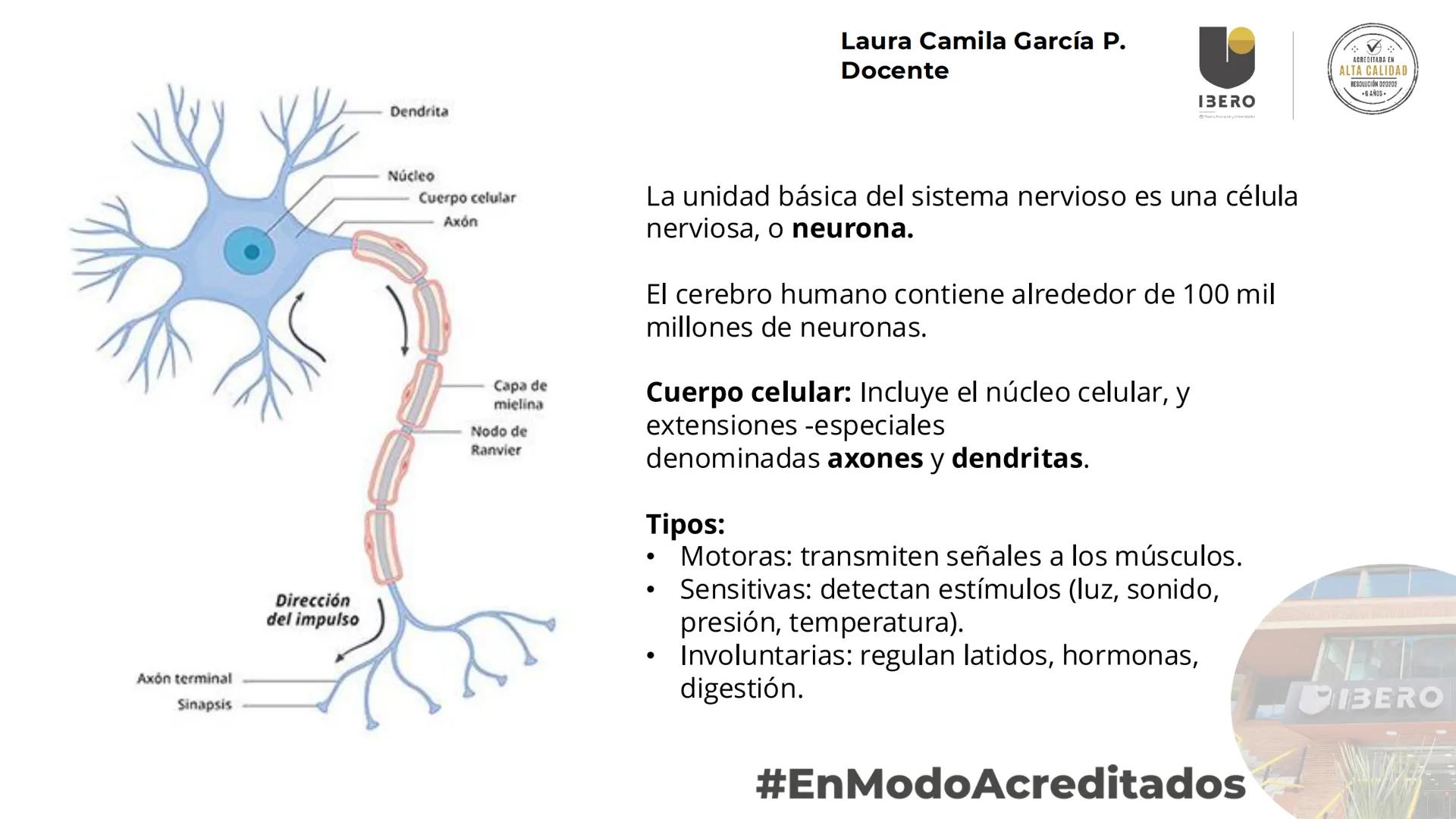 --- OCR Start ---
GIBERO
UTI. Estructura y
funcionamiento del
sistema nervioso
1. El cerebro / SNC y SNP
2025-10
Laura Camila García P.
Doce