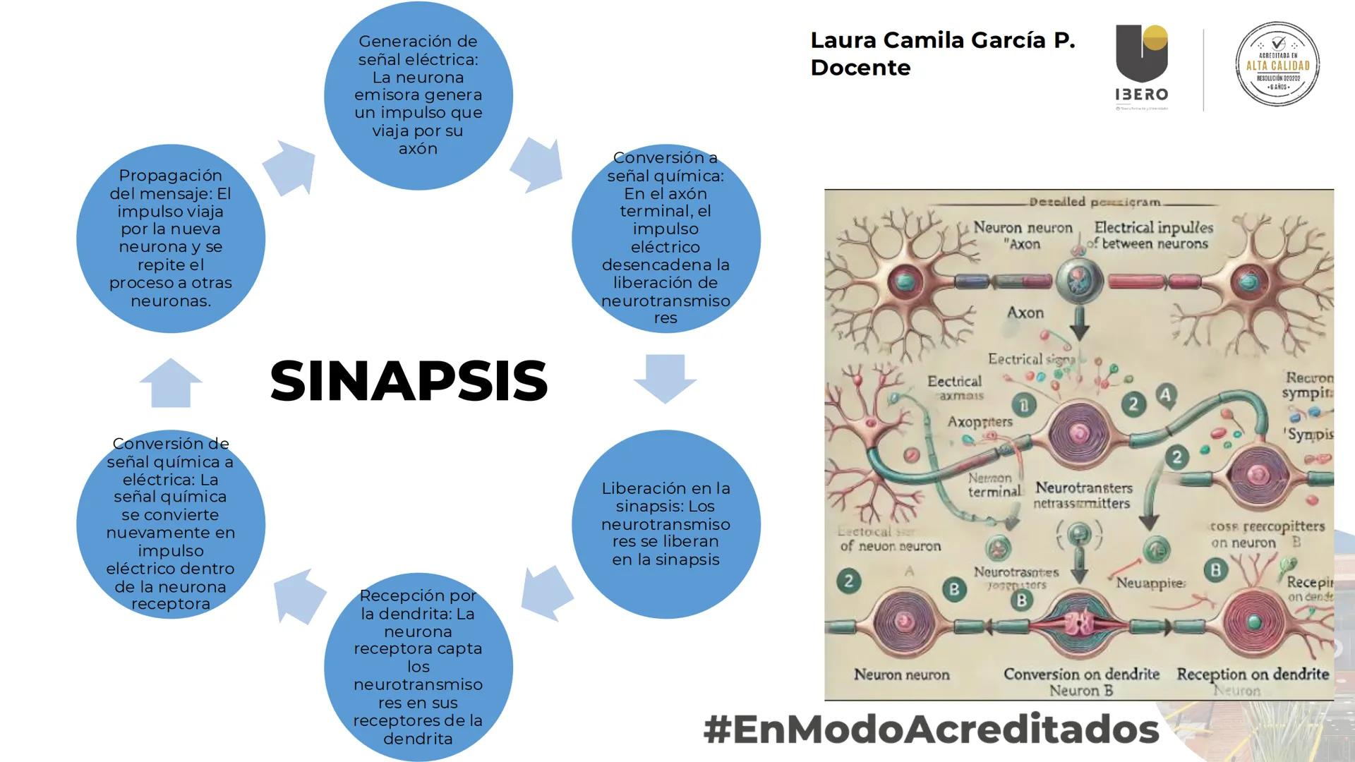 --- OCR Start ---
GIBERO
UTI. Estructura y
funcionamiento del
sistema nervioso
1. El cerebro / SNC y SNP
2025-10
Laura Camila García P.
Doce