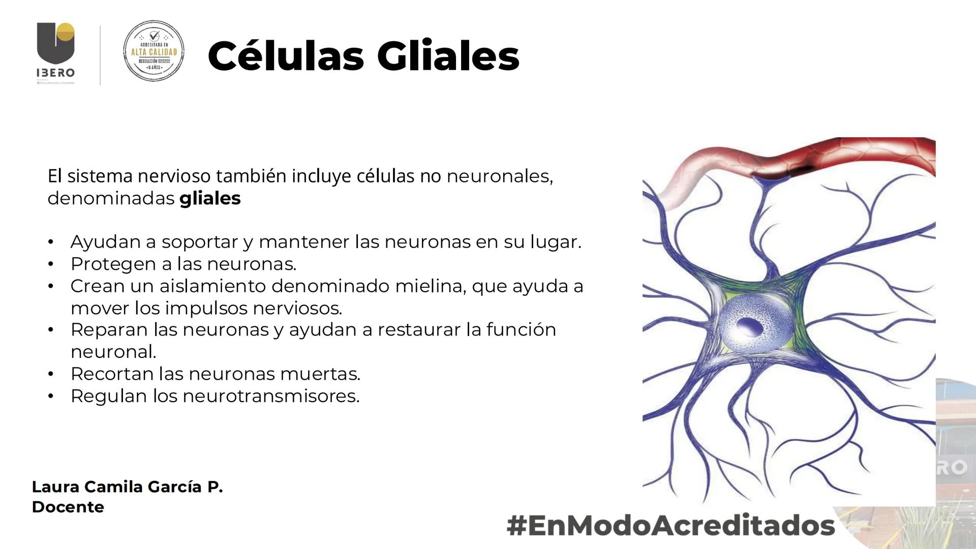 --- OCR Start ---
GIBERO
UTI. Estructura y
funcionamiento del
sistema nervioso
1. El cerebro / SNC y SNP
2025-10
Laura Camila García P.
Doce