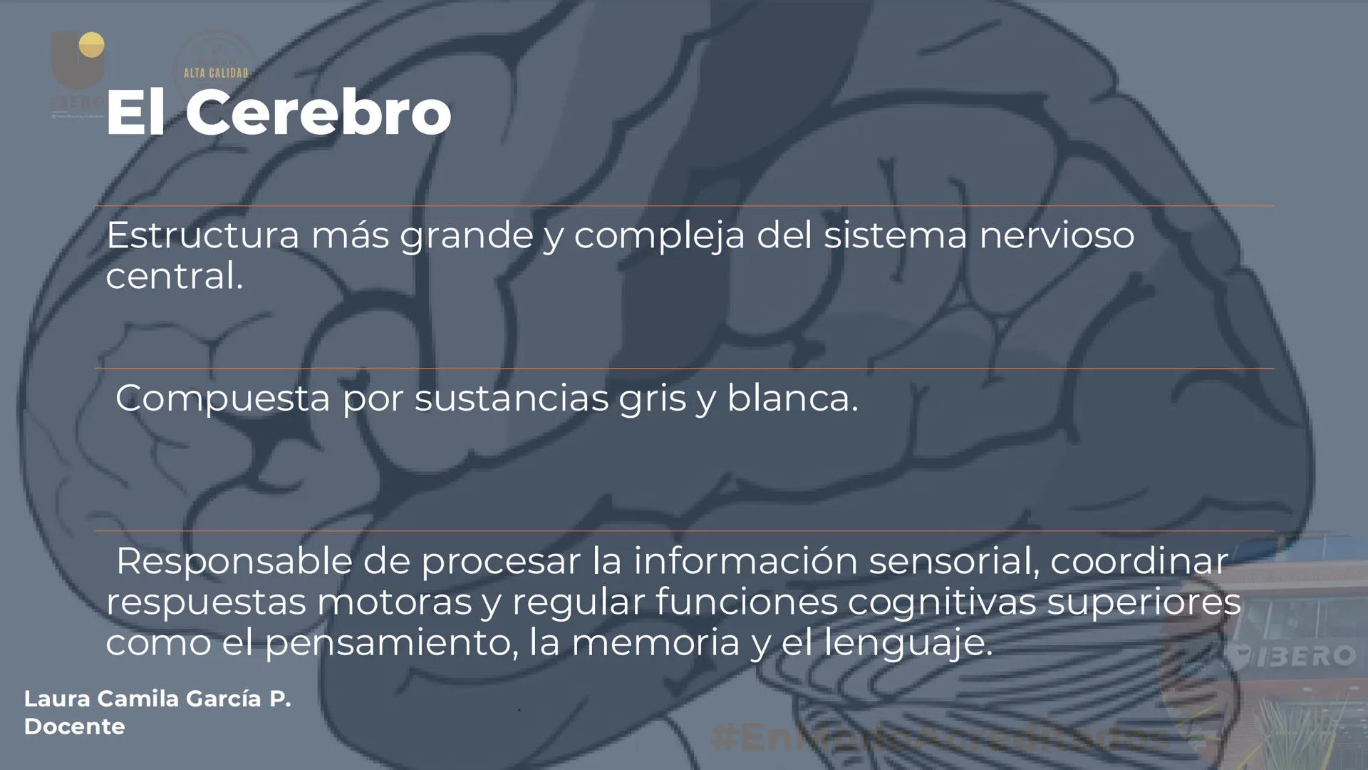--- OCR Start ---
GIBERO
UTI. Estructura y
funcionamiento del
sistema nervioso
1. El cerebro / SNC y SNP
2025-10
Laura Camila García P.
Doce