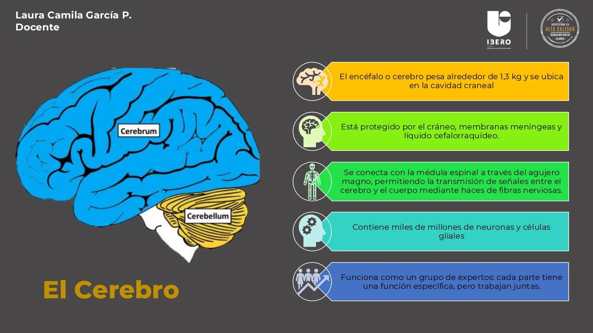 --- OCR Start ---
GIBERO
UTI. Estructura y
funcionamiento del
sistema nervioso
1. El cerebro / SNC y SNP
2025-10
Laura Camila García P.
Doce