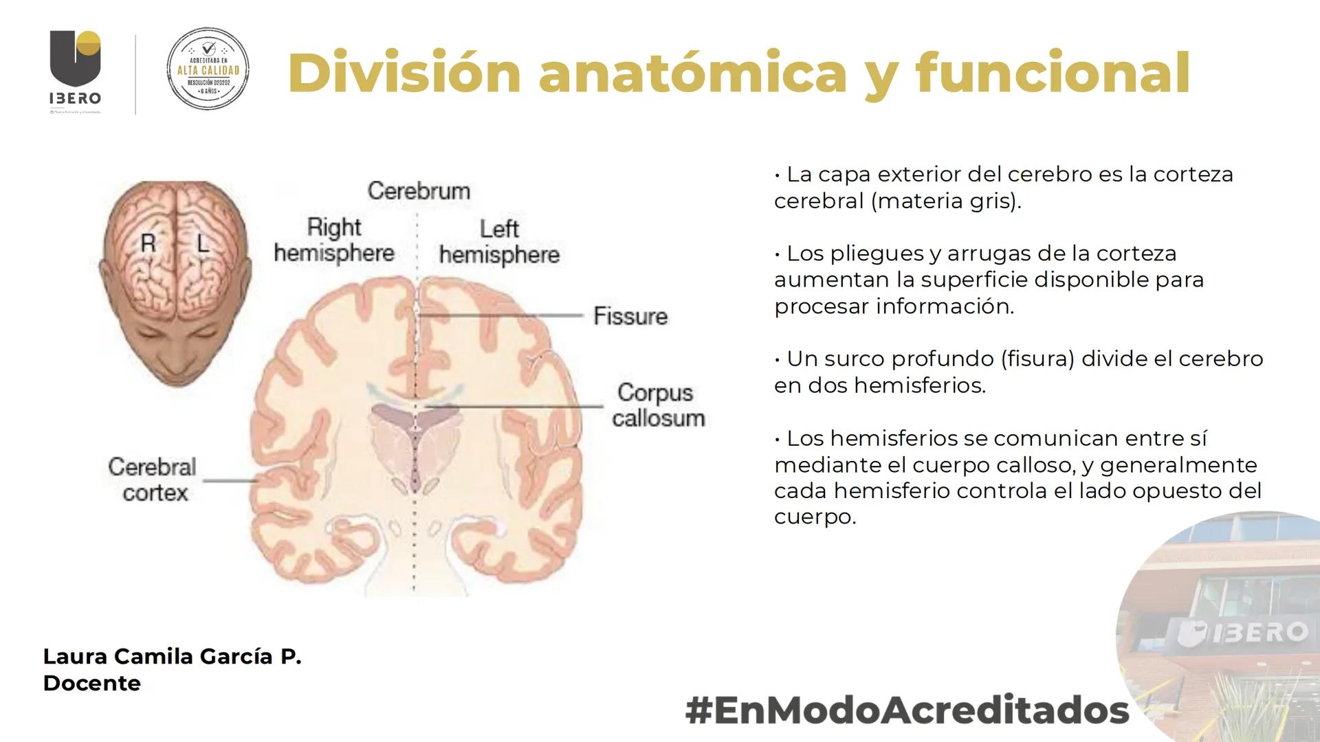 --- OCR Start ---
GIBERO
UTI. Estructura y
funcionamiento del
sistema nervioso
1. El cerebro / SNC y SNP
2025-10
Laura Camila García P.
Doce