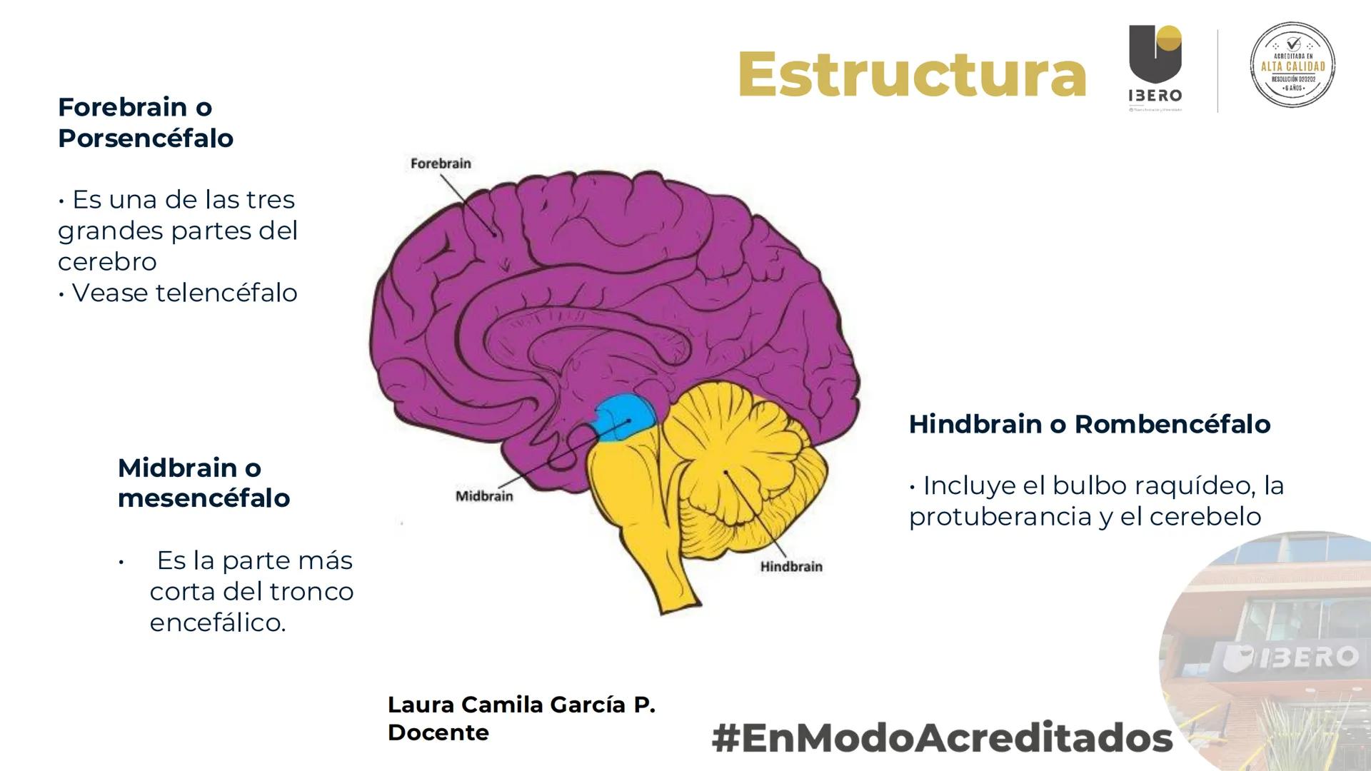 --- OCR Start ---
GIBERO
UTI. Estructura y
funcionamiento del
sistema nervioso
1. El cerebro / SNC y SNP
2025-10
Laura Camila García P.
Doce