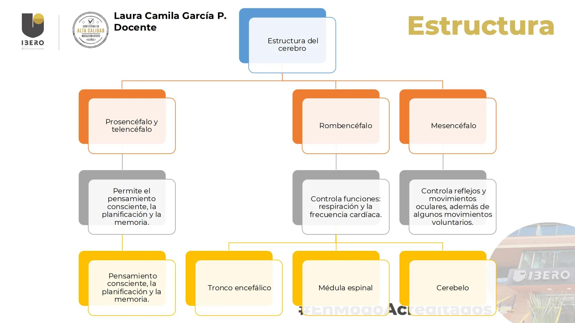 --- OCR Start ---
GIBERO
UTI. Estructura y
funcionamiento del
sistema nervioso
1. El cerebro / SNC y SNP
2025-10
Laura Camila García P.
Doce