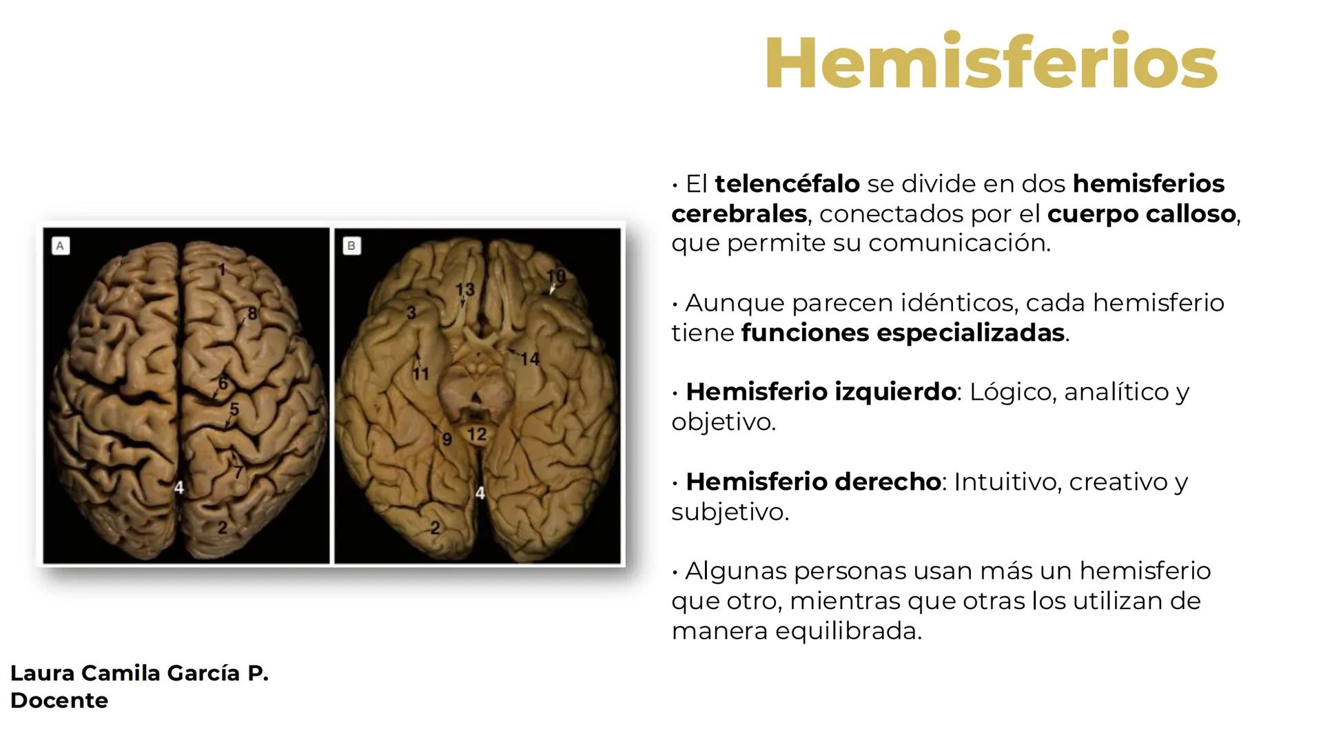 --- OCR Start ---
GIBERO
UTI. Estructura y
funcionamiento del
sistema nervioso
1. El cerebro / SNC y SNP
2025-10
Laura Camila García P.
Doce