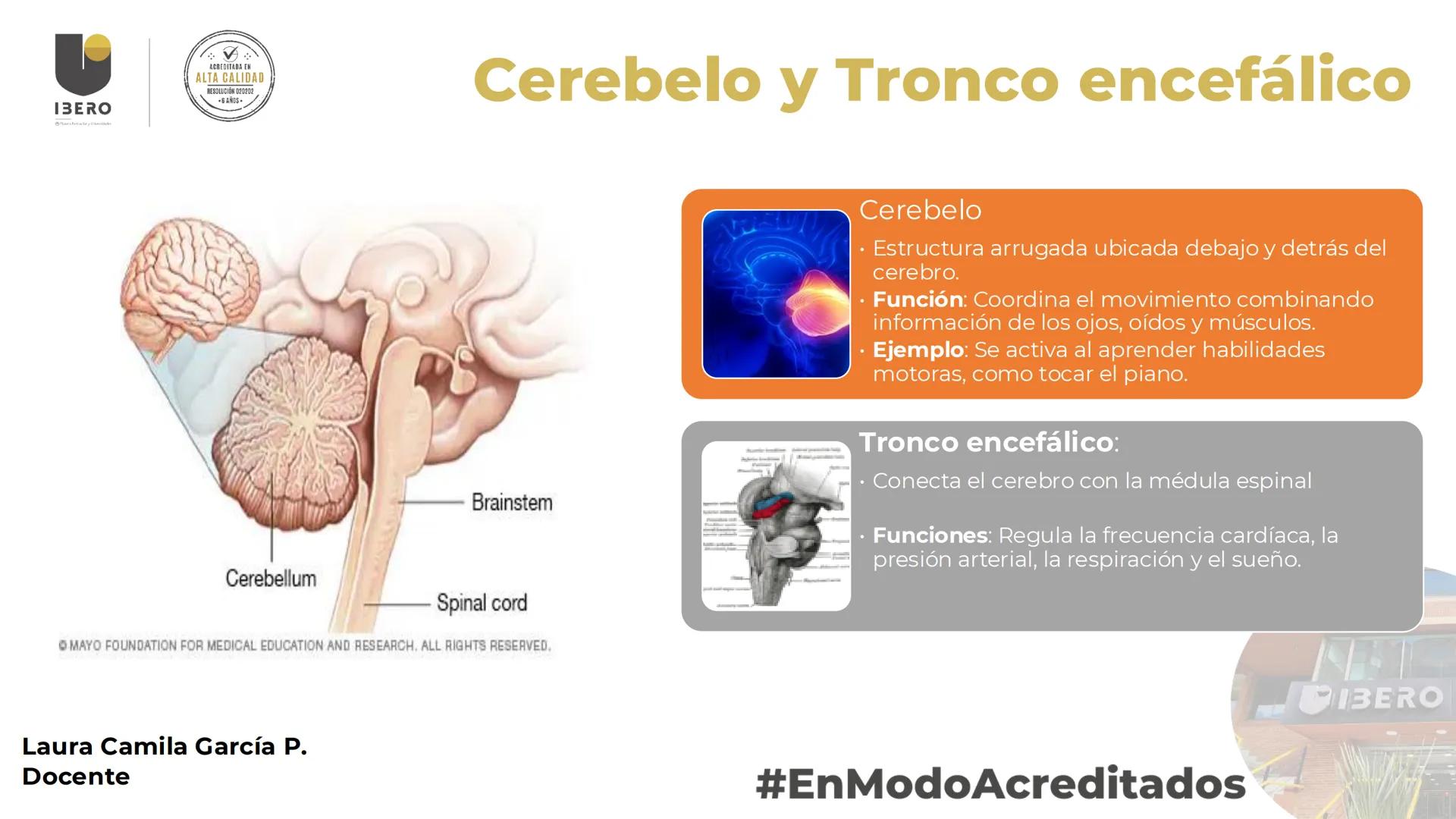 --- OCR Start ---
GIBERO
UTI. Estructura y
funcionamiento del
sistema nervioso
1. El cerebro / SNC y SNP
2025-10
Laura Camila García P.
Doce