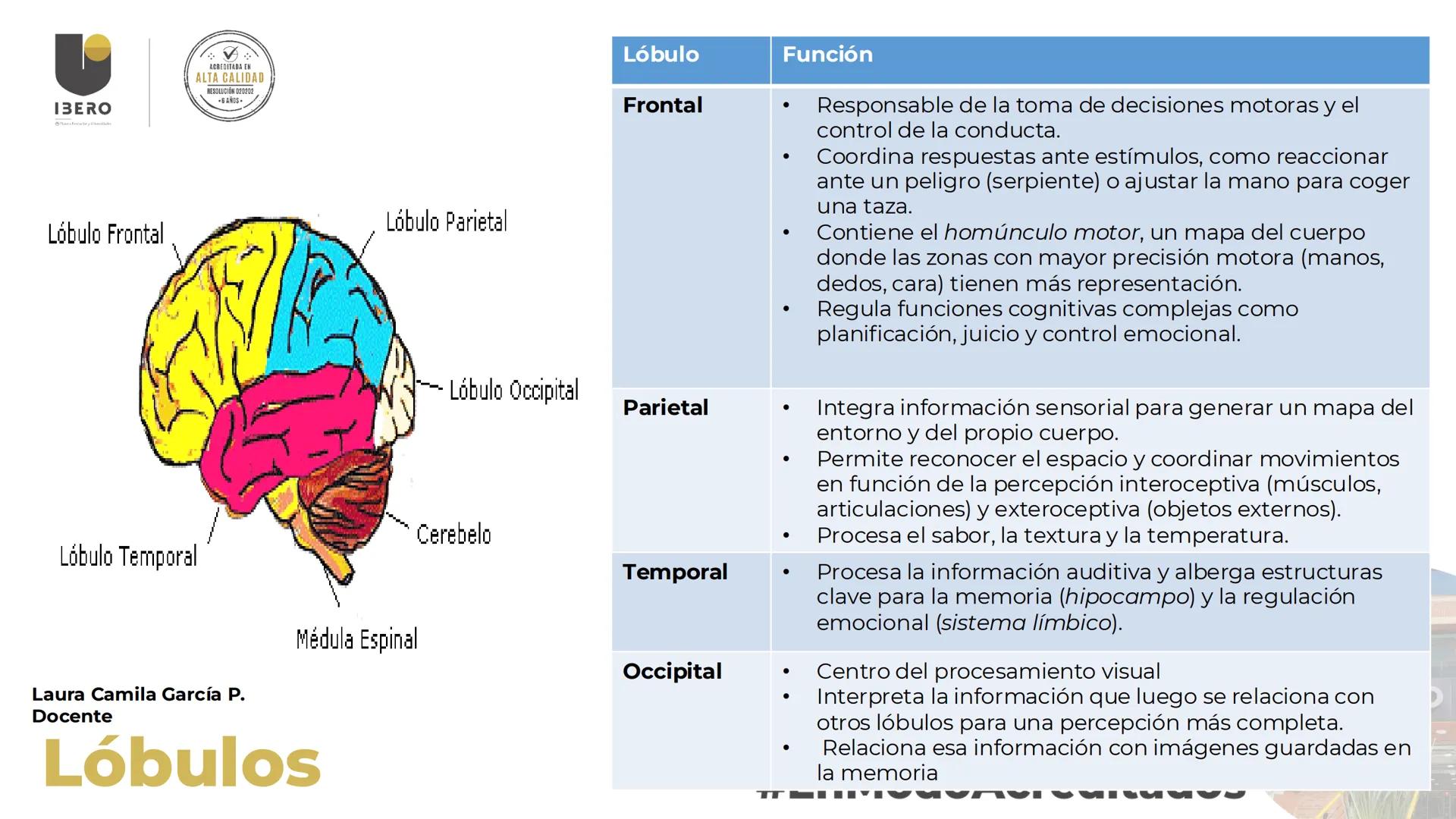 --- OCR Start ---
GIBERO
UTI. Estructura y
funcionamiento del
sistema nervioso
1. El cerebro / SNC y SNP
2025-10
Laura Camila García P.
Doce