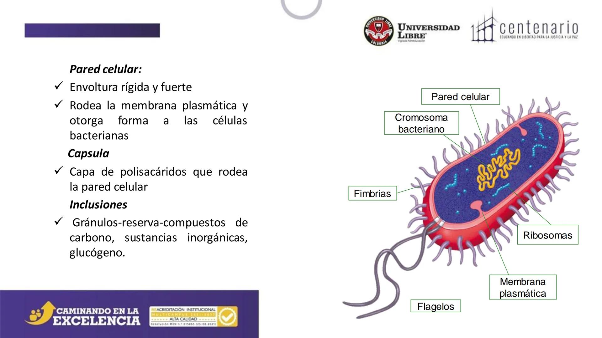 NIVERSIDAD LIBRE
COLOMBIA
UNIVERSIDAD
LIBRE
Viglade Mineducación
centenario
EDUCANDO EN LIBERTAD PARA LA JUSTICIA Y LA PAZ
# La Célula
C