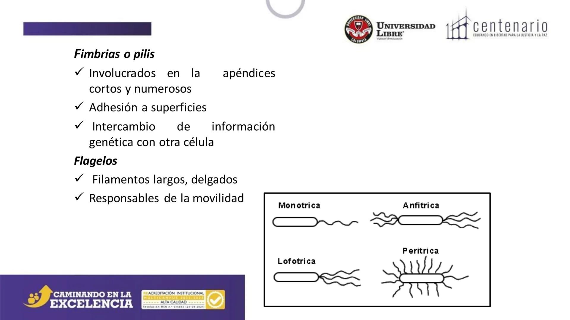 NIVERSIDAD LIBRE
COLOMBIA
UNIVERSIDAD
LIBRE
Viglade Mineducación
centenario
EDUCANDO EN LIBERTAD PARA LA JUSTICIA Y LA PAZ
# La Célula
C