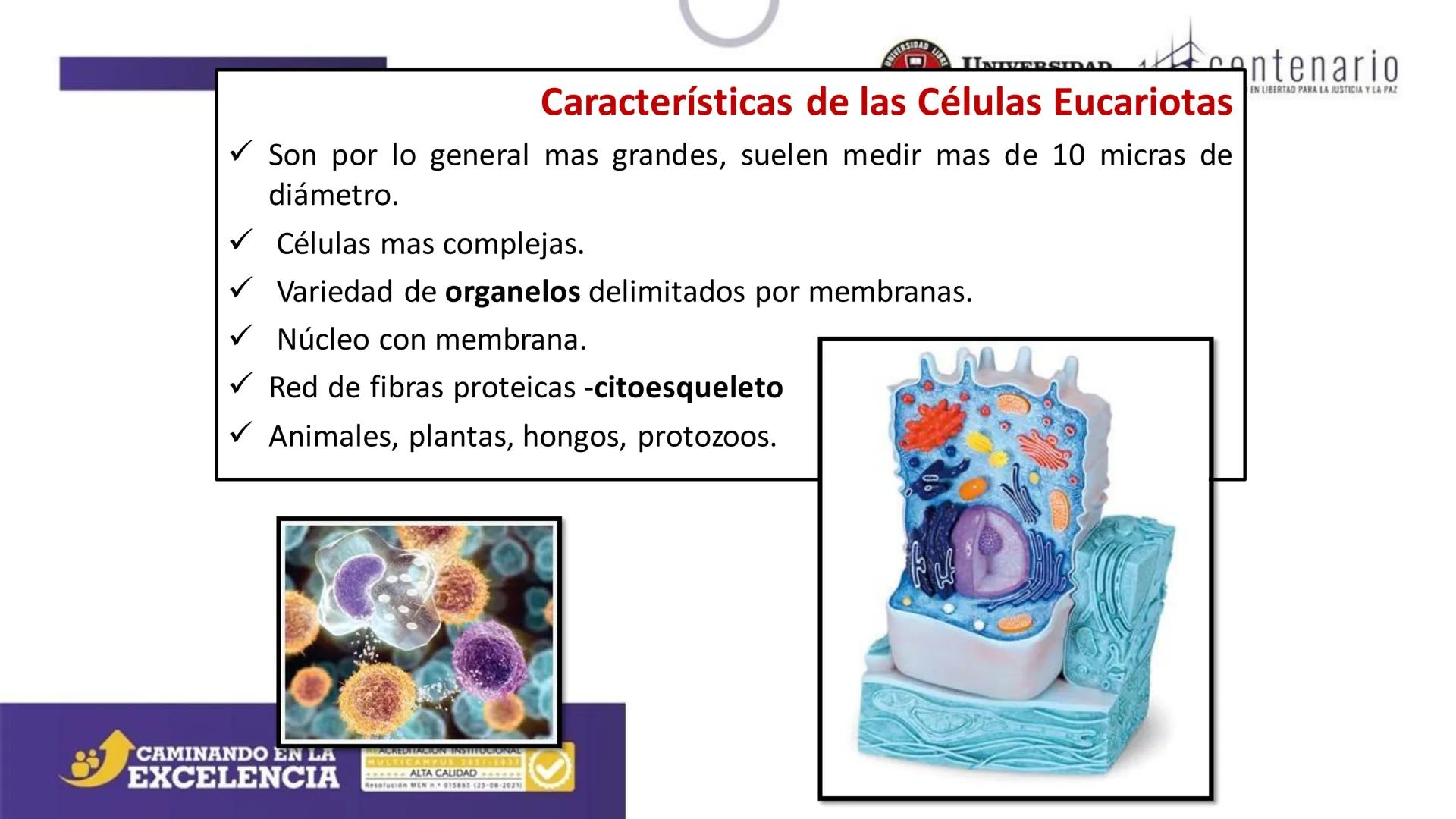 NIVERSIDAD LIBRE
COLOMBIA
UNIVERSIDAD
LIBRE
Viglade Mineducación
centenario
EDUCANDO EN LIBERTAD PARA LA JUSTICIA Y LA PAZ
# La Célula
C