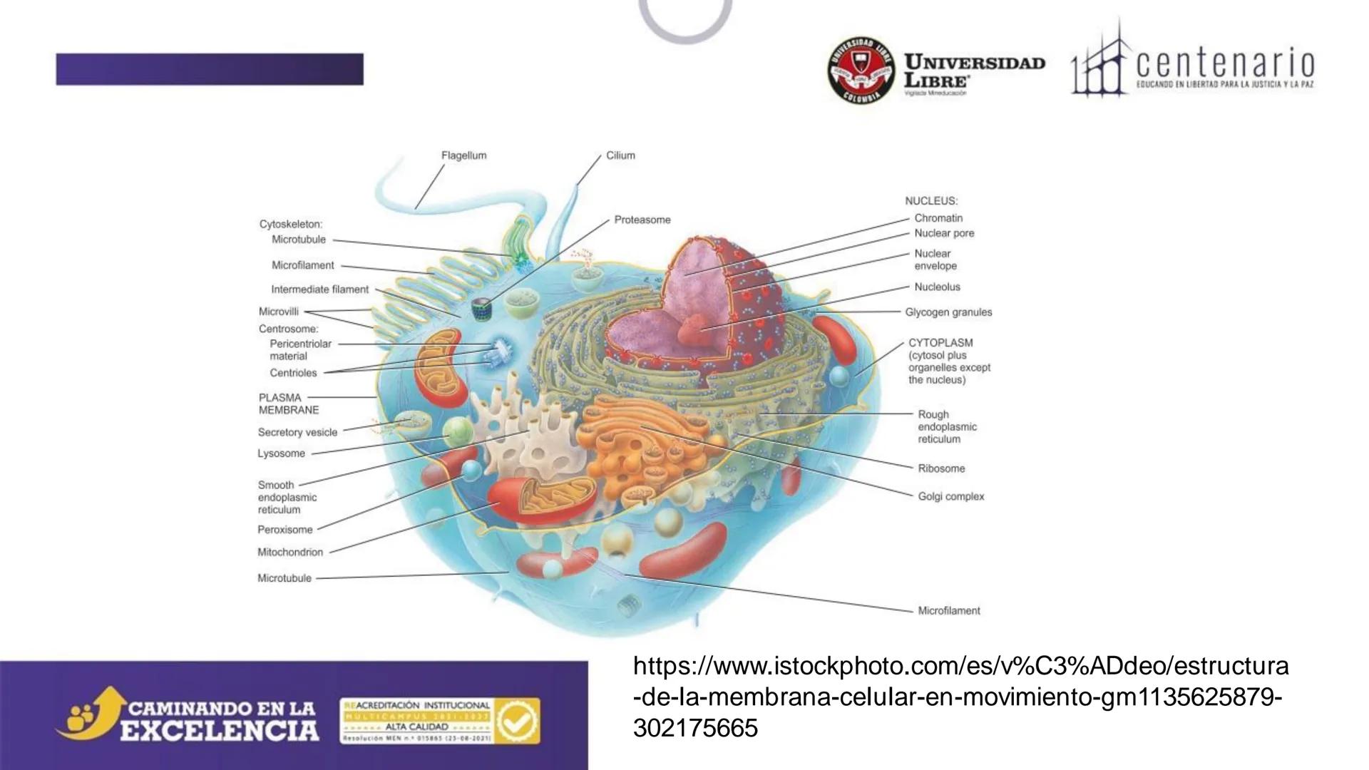 NIVERSIDAD LIBRE
COLOMBIA
UNIVERSIDAD
LIBRE
Viglade Mineducación
centenario
EDUCANDO EN LIBERTAD PARA LA JUSTICIA Y LA PAZ
# La Célula
C