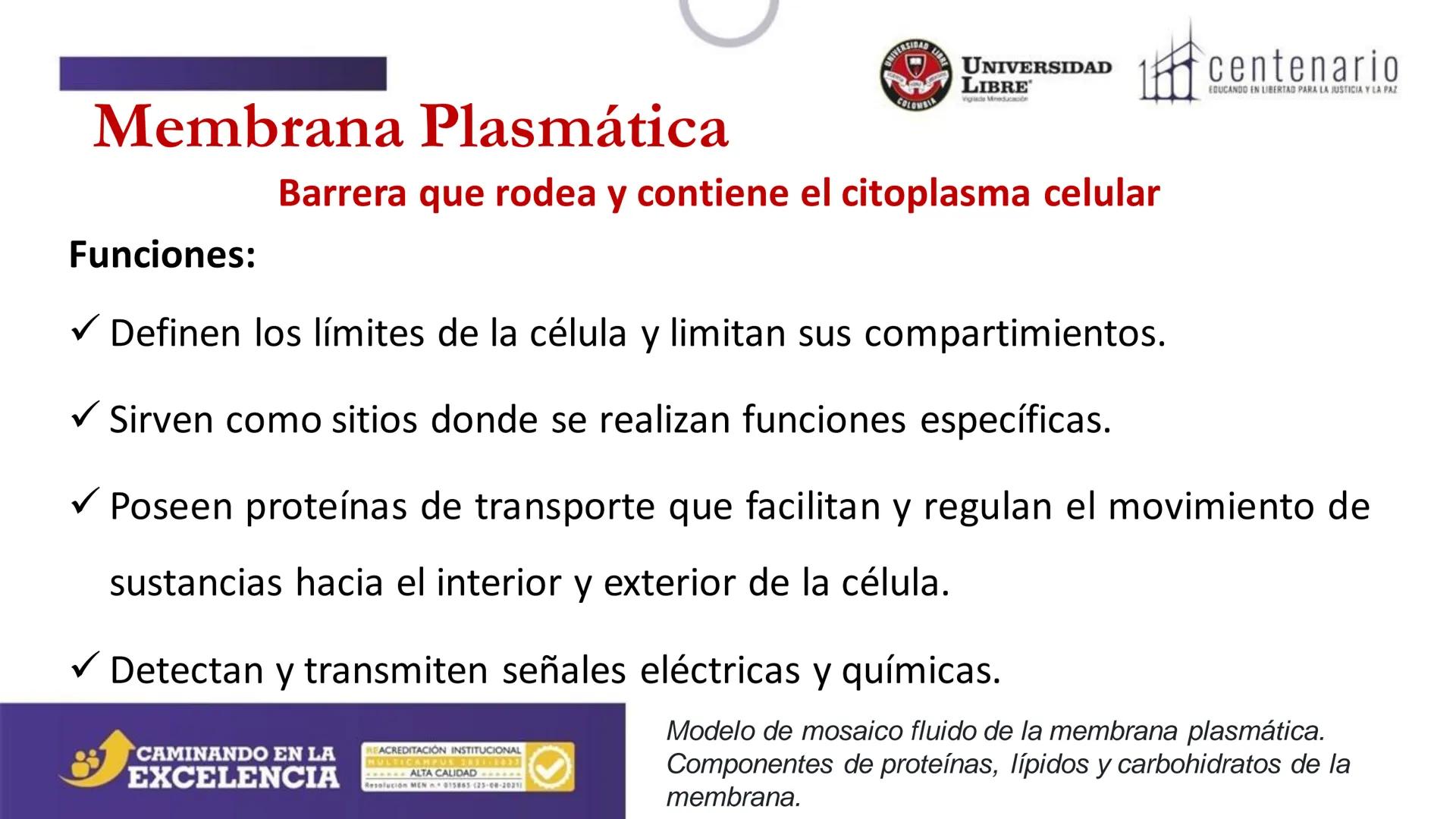 NIVERSIDAD LIBRE
COLOMBIA
UNIVERSIDAD
LIBRE
Viglade Mineducación
centenario
EDUCANDO EN LIBERTAD PARA LA JUSTICIA Y LA PAZ
# La Célula
C