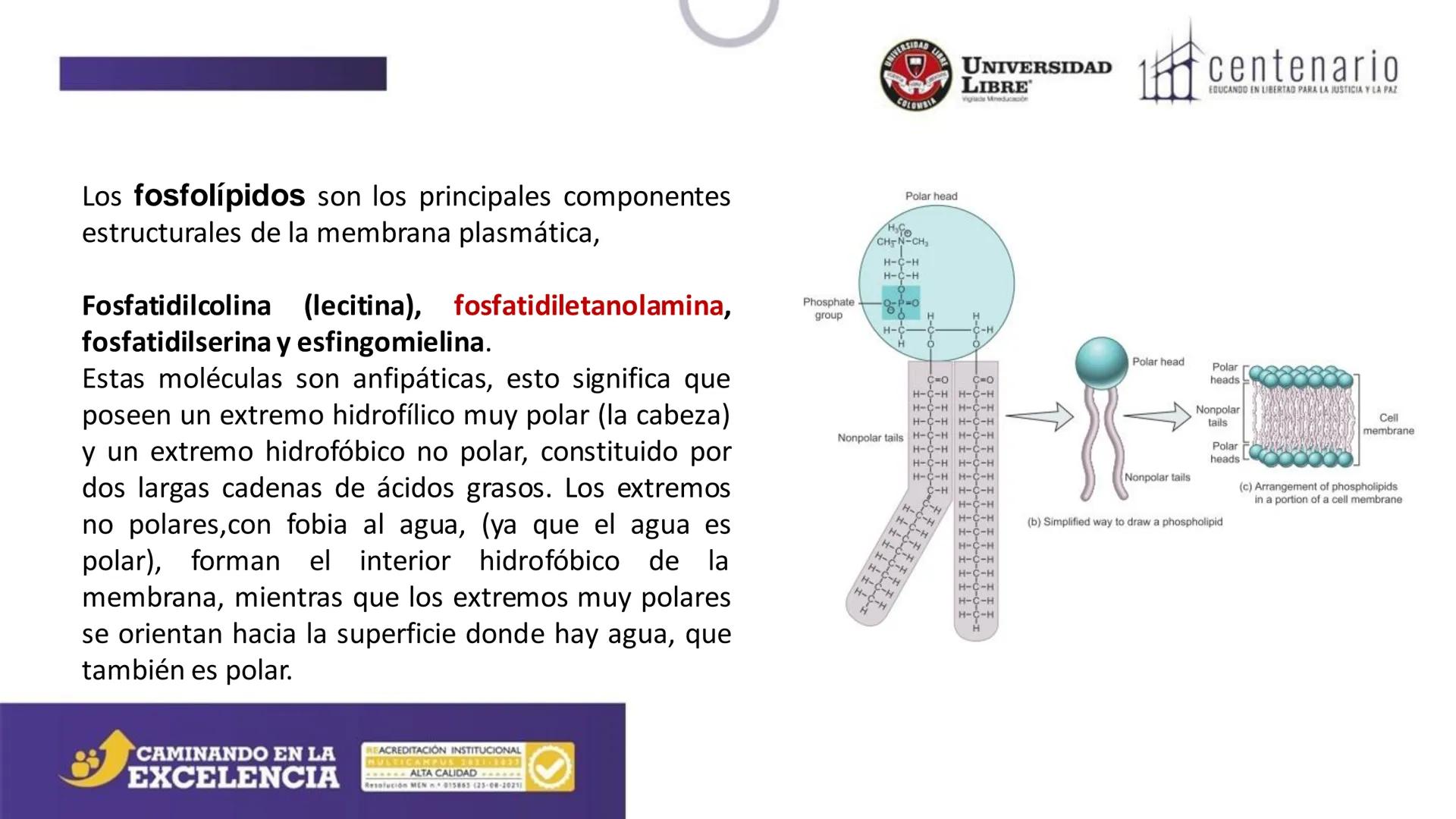 NIVERSIDAD LIBRE
COLOMBIA
UNIVERSIDAD
LIBRE
Viglade Mineducación
centenario
EDUCANDO EN LIBERTAD PARA LA JUSTICIA Y LA PAZ
# La Célula
C