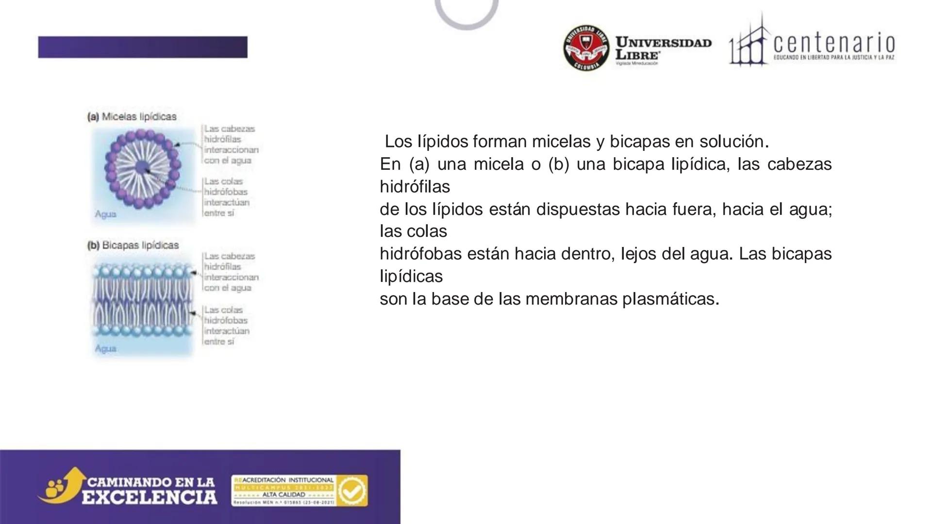 NIVERSIDAD LIBRE
COLOMBIA
UNIVERSIDAD
LIBRE
Viglade Mineducación
centenario
EDUCANDO EN LIBERTAD PARA LA JUSTICIA Y LA PAZ
# La Célula
C