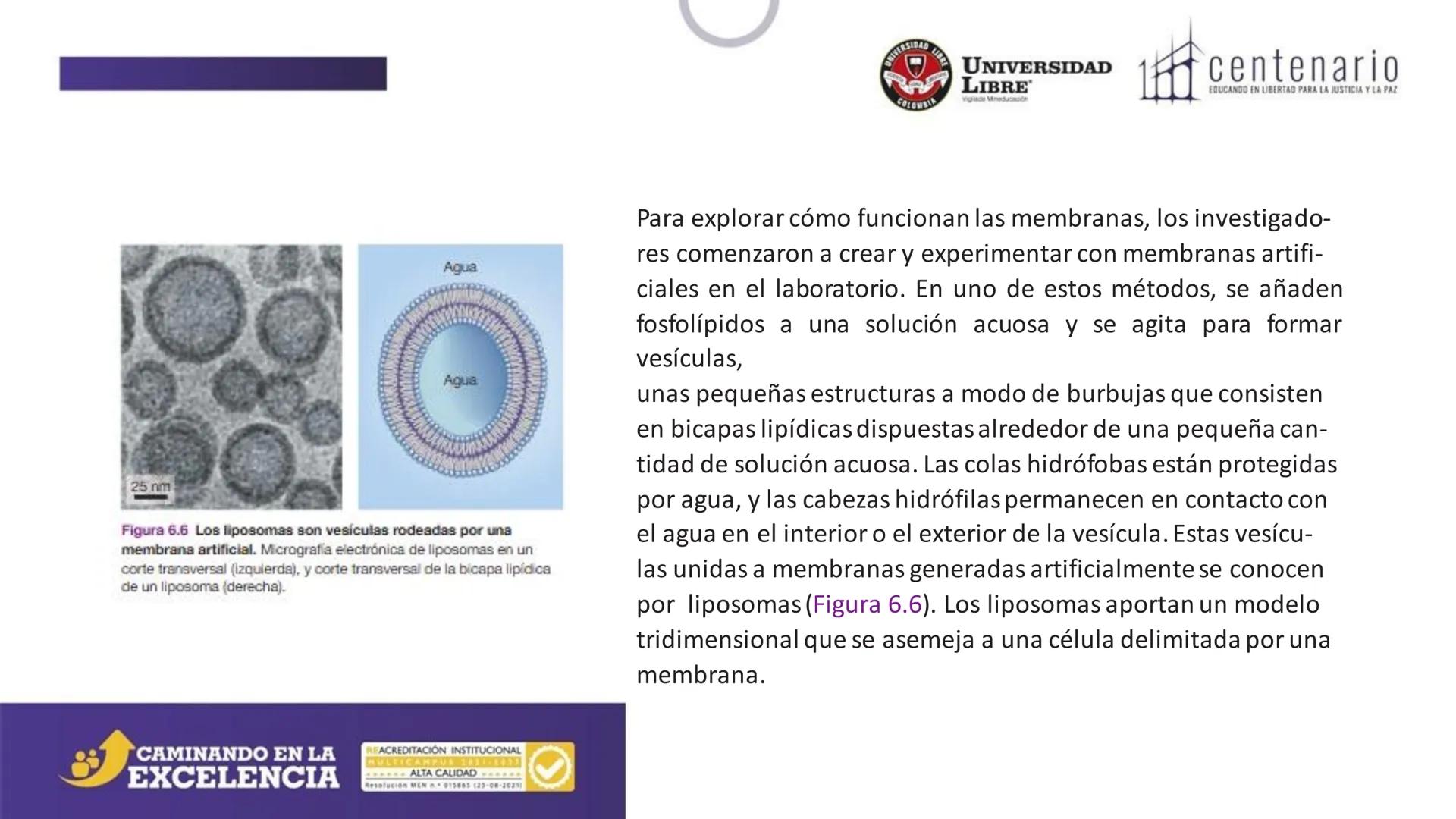 NIVERSIDAD LIBRE
COLOMBIA
UNIVERSIDAD
LIBRE
Viglade Mineducación
centenario
EDUCANDO EN LIBERTAD PARA LA JUSTICIA Y LA PAZ
# La Célula
C