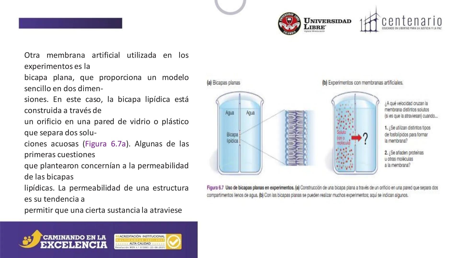 NIVERSIDAD LIBRE
COLOMBIA
UNIVERSIDAD
LIBRE
Viglade Mineducación
centenario
EDUCANDO EN LIBERTAD PARA LA JUSTICIA Y LA PAZ
# La Célula
C