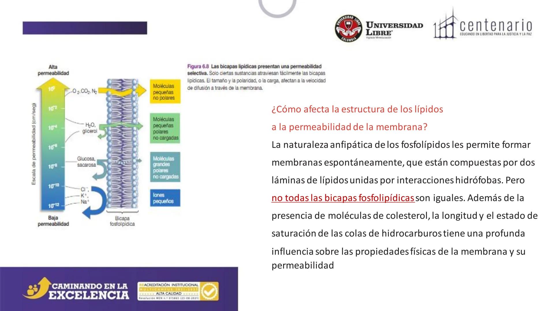 NIVERSIDAD LIBRE
COLOMBIA
UNIVERSIDAD
LIBRE
Viglade Mineducación
centenario
EDUCANDO EN LIBERTAD PARA LA JUSTICIA Y LA PAZ
# La Célula
C
