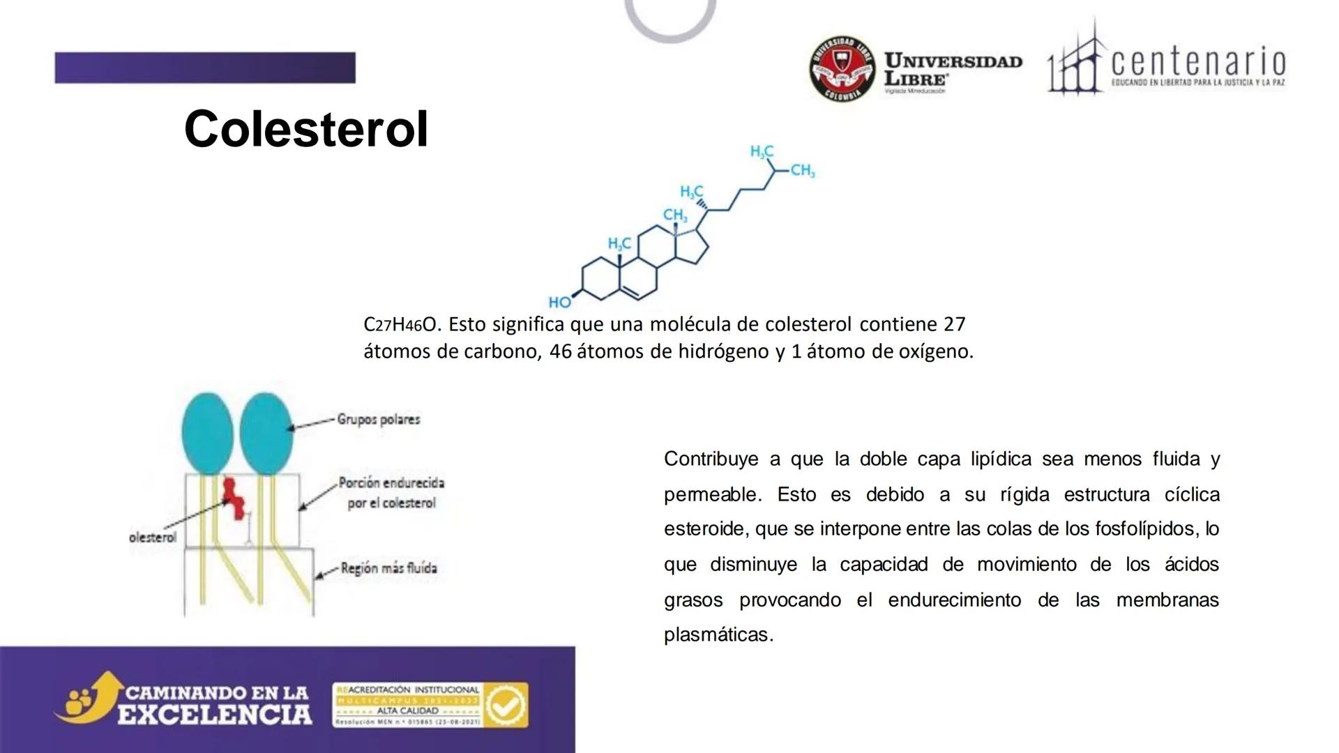 NIVERSIDAD LIBRE
COLOMBIA
UNIVERSIDAD
LIBRE
Viglade Mineducación
centenario
EDUCANDO EN LIBERTAD PARA LA JUSTICIA Y LA PAZ
# La Célula
C