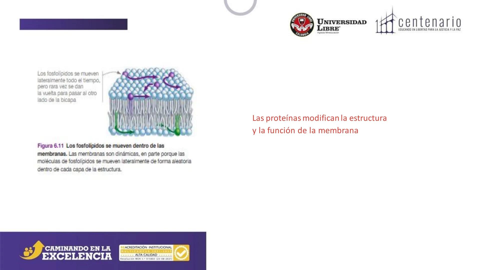 NIVERSIDAD LIBRE
COLOMBIA
UNIVERSIDAD
LIBRE
Viglade Mineducación
centenario
EDUCANDO EN LIBERTAD PARA LA JUSTICIA Y LA PAZ
# La Célula
C