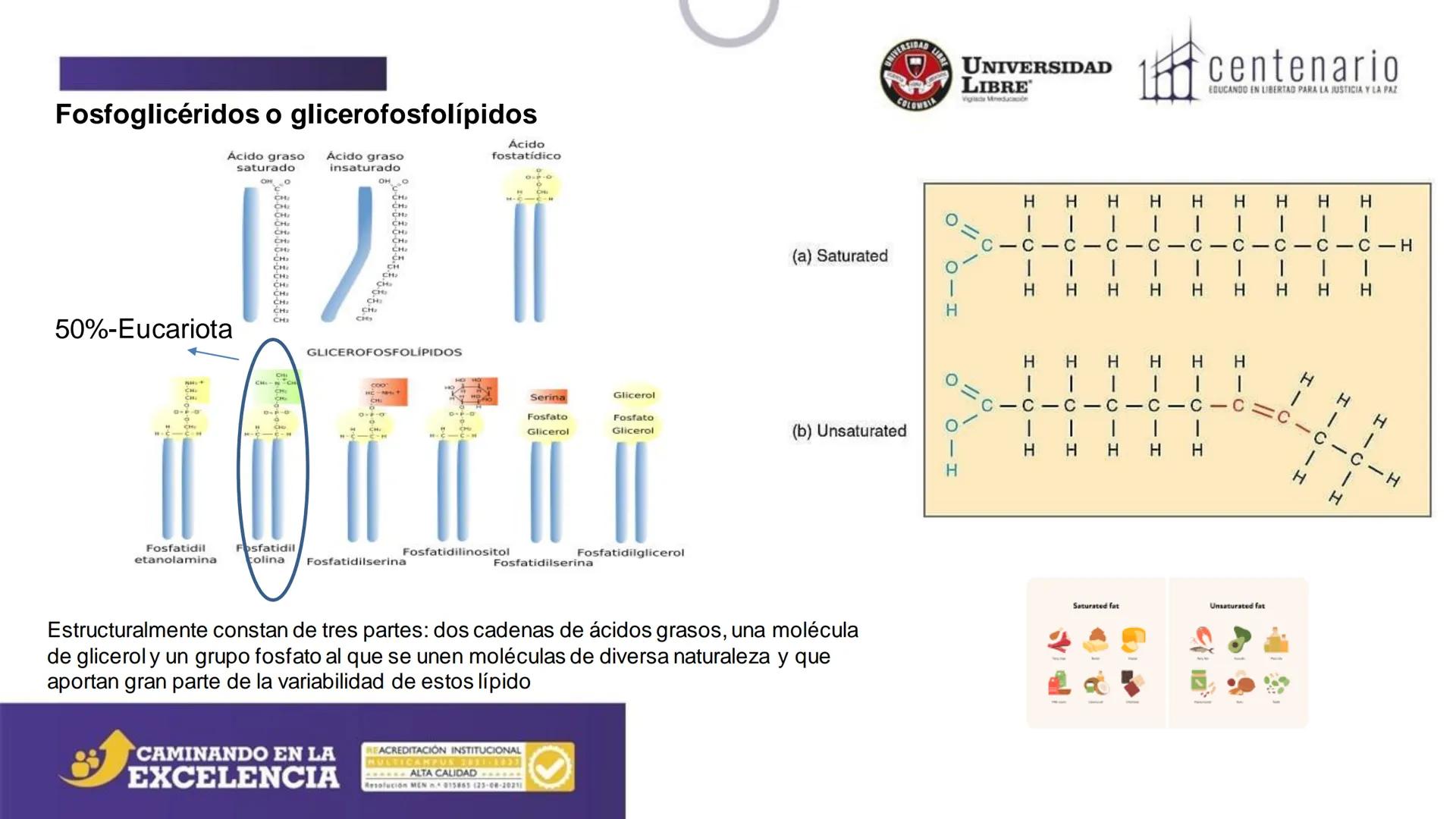 NIVERSIDAD LIBRE
COLOMBIA
UNIVERSIDAD
LIBRE
Viglade Mineducación
centenario
EDUCANDO EN LIBERTAD PARA LA JUSTICIA Y LA PAZ
# La Célula
C
