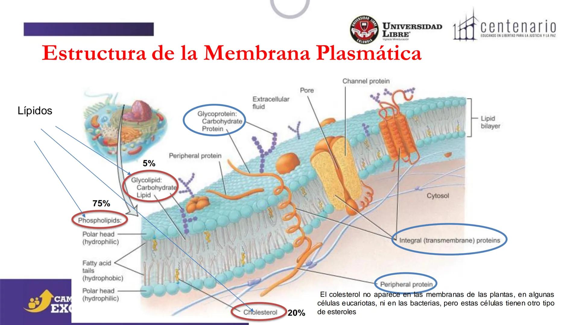 NIVERSIDAD LIBRE
COLOMBIA
UNIVERSIDAD
LIBRE
Viglade Mineducación
centenario
EDUCANDO EN LIBERTAD PARA LA JUSTICIA Y LA PAZ
# La Célula
C