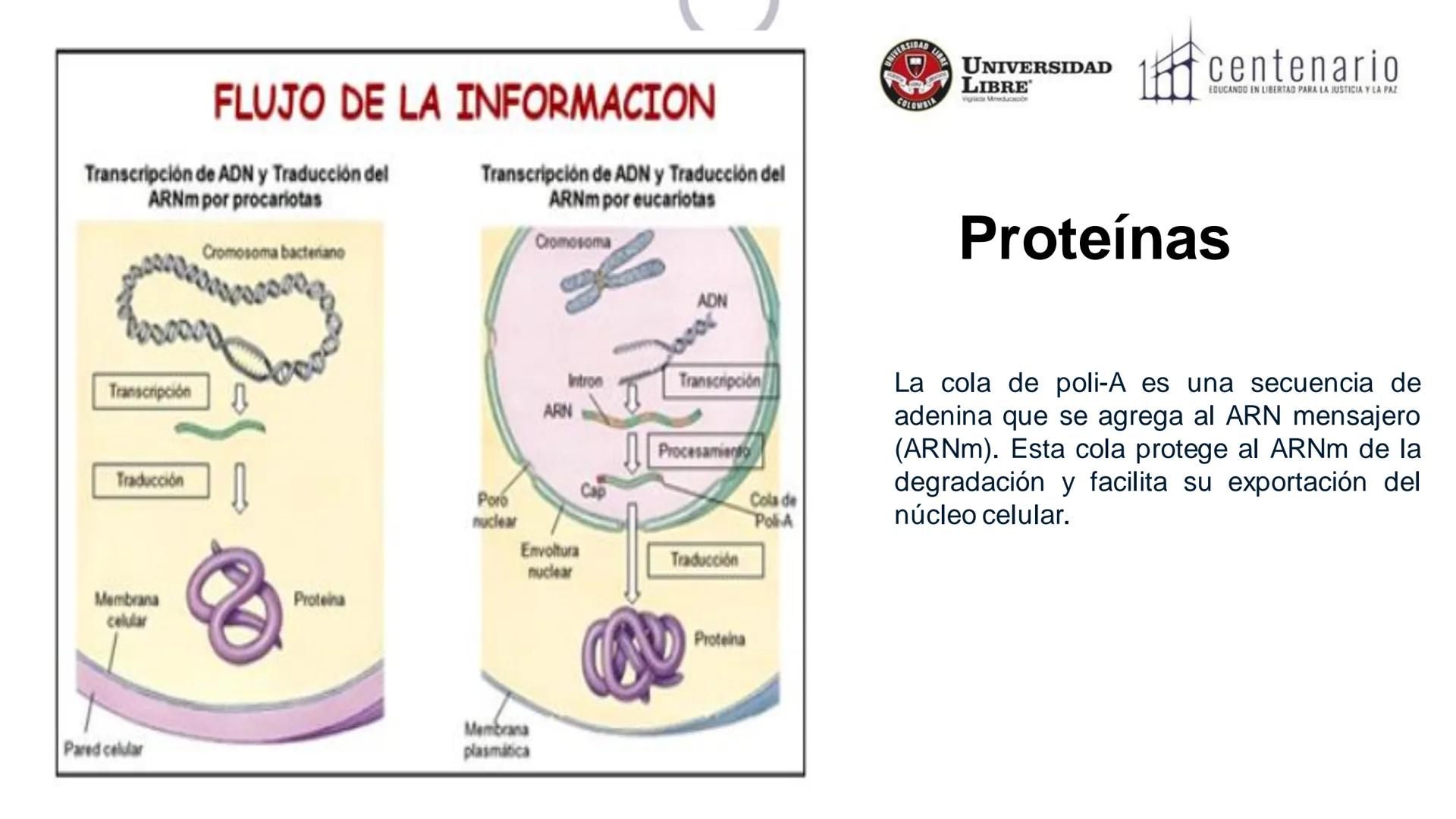 NIVERSIDAD LIBRE
COLOMBIA
UNIVERSIDAD
LIBRE
Viglade Mineducación
centenario
EDUCANDO EN LIBERTAD PARA LA JUSTICIA Y LA PAZ
# La Célula
C