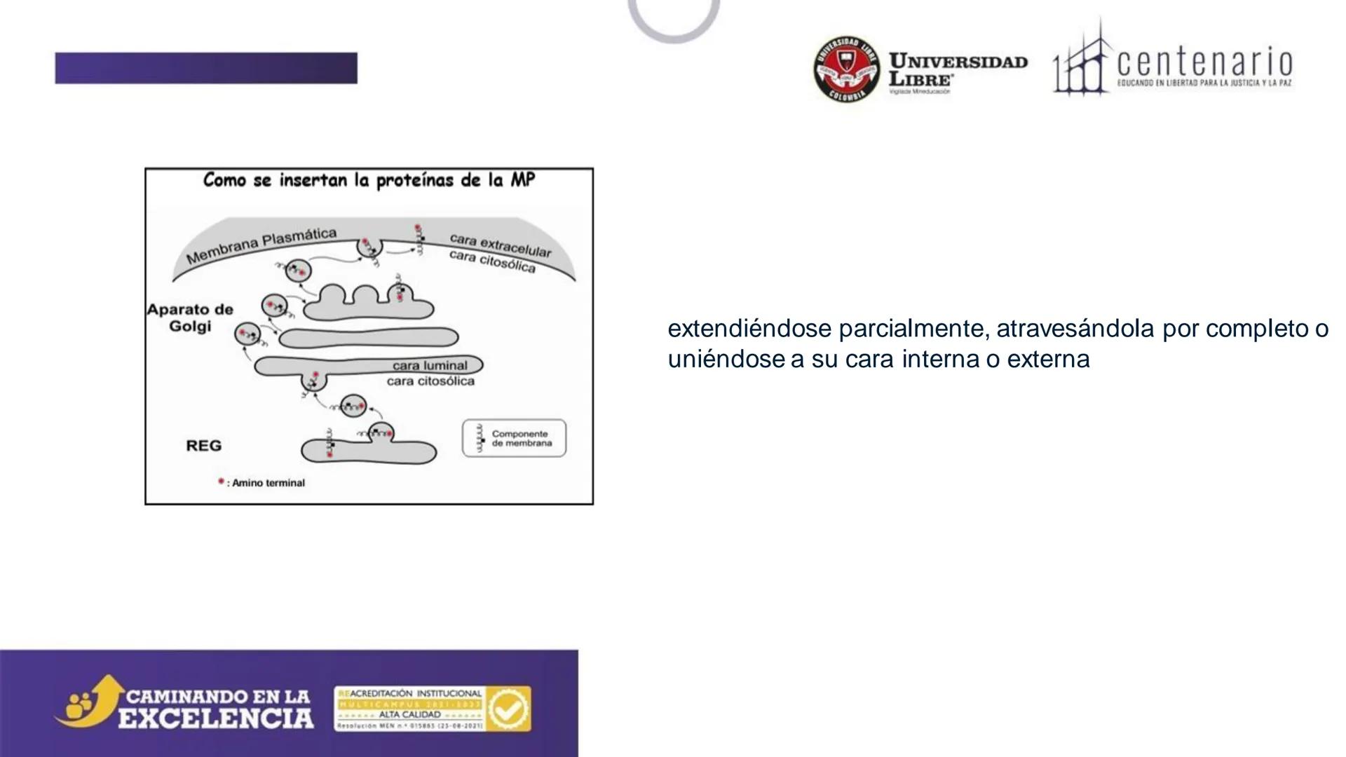 NIVERSIDAD LIBRE
COLOMBIA
UNIVERSIDAD
LIBRE
Viglade Mineducación
centenario
EDUCANDO EN LIBERTAD PARA LA JUSTICIA Y LA PAZ
# La Célula
C