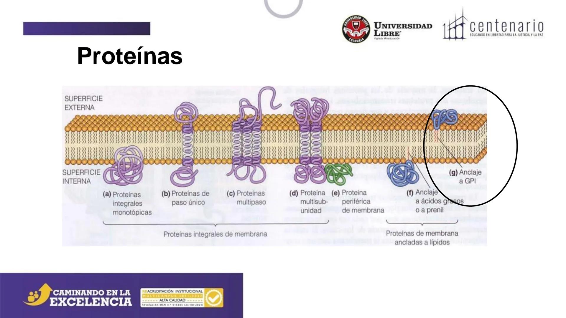 NIVERSIDAD LIBRE
COLOMBIA
UNIVERSIDAD
LIBRE
Viglade Mineducación
centenario
EDUCANDO EN LIBERTAD PARA LA JUSTICIA Y LA PAZ
# La Célula
C