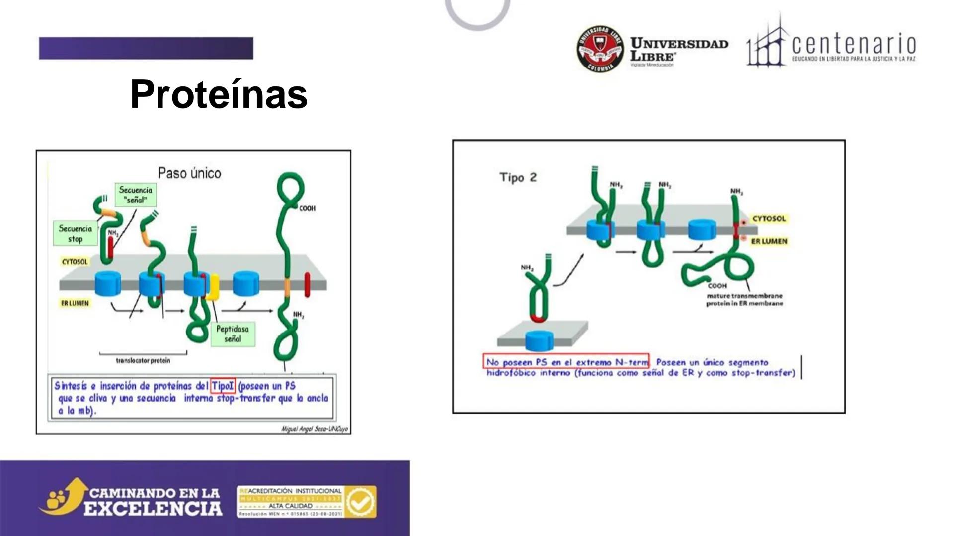 NIVERSIDAD LIBRE
COLOMBIA
UNIVERSIDAD
LIBRE
Viglade Mineducación
centenario
EDUCANDO EN LIBERTAD PARA LA JUSTICIA Y LA PAZ
# La Célula
C