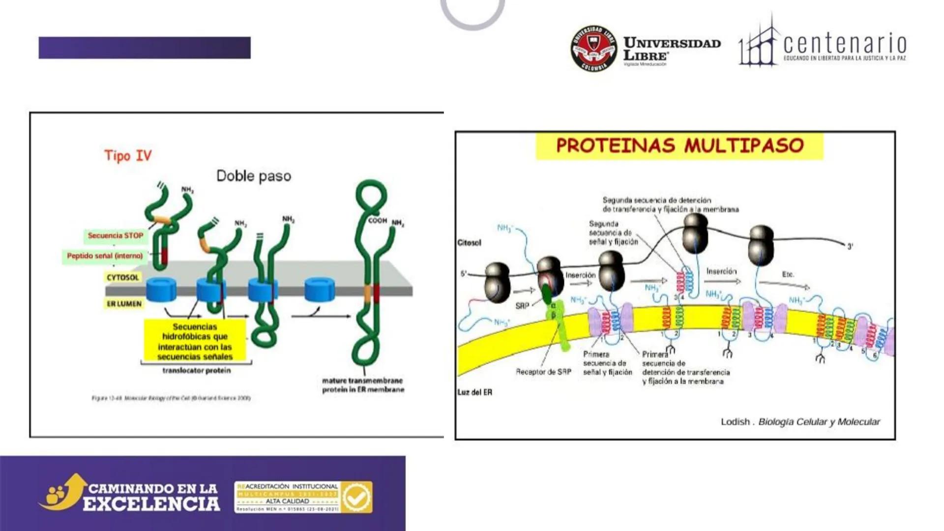 NIVERSIDAD LIBRE
COLOMBIA
UNIVERSIDAD
LIBRE
Viglade Mineducación
centenario
EDUCANDO EN LIBERTAD PARA LA JUSTICIA Y LA PAZ
# La Célula
C