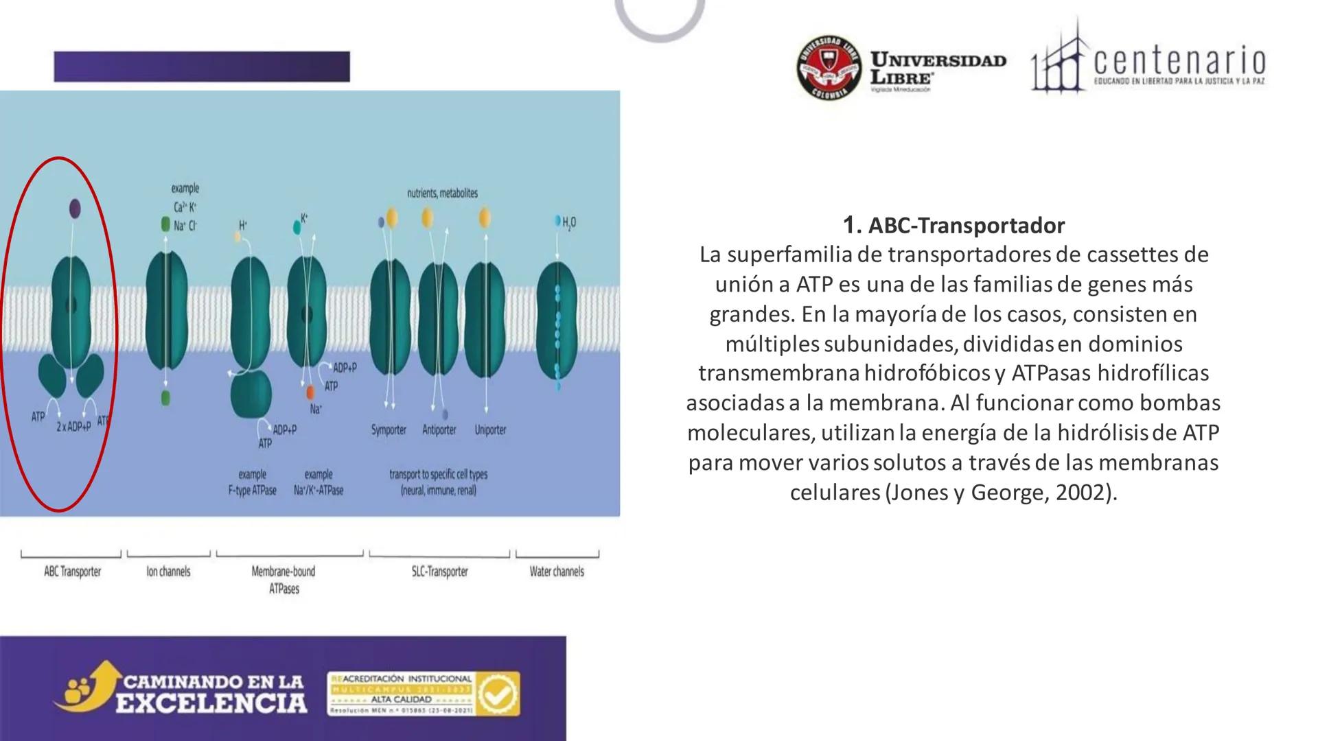 NIVERSIDAD LIBRE
COLOMBIA
UNIVERSIDAD
LIBRE
Viglade Mineducación
centenario
EDUCANDO EN LIBERTAD PARA LA JUSTICIA Y LA PAZ
# La Célula
C