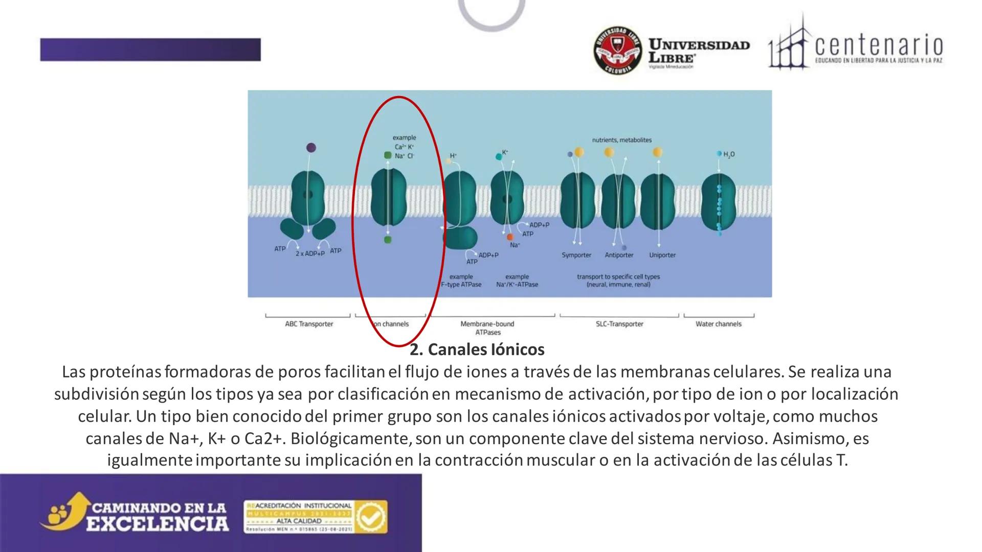 NIVERSIDAD LIBRE
COLOMBIA
UNIVERSIDAD
LIBRE
Viglade Mineducación
centenario
EDUCANDO EN LIBERTAD PARA LA JUSTICIA Y LA PAZ
# La Célula
C