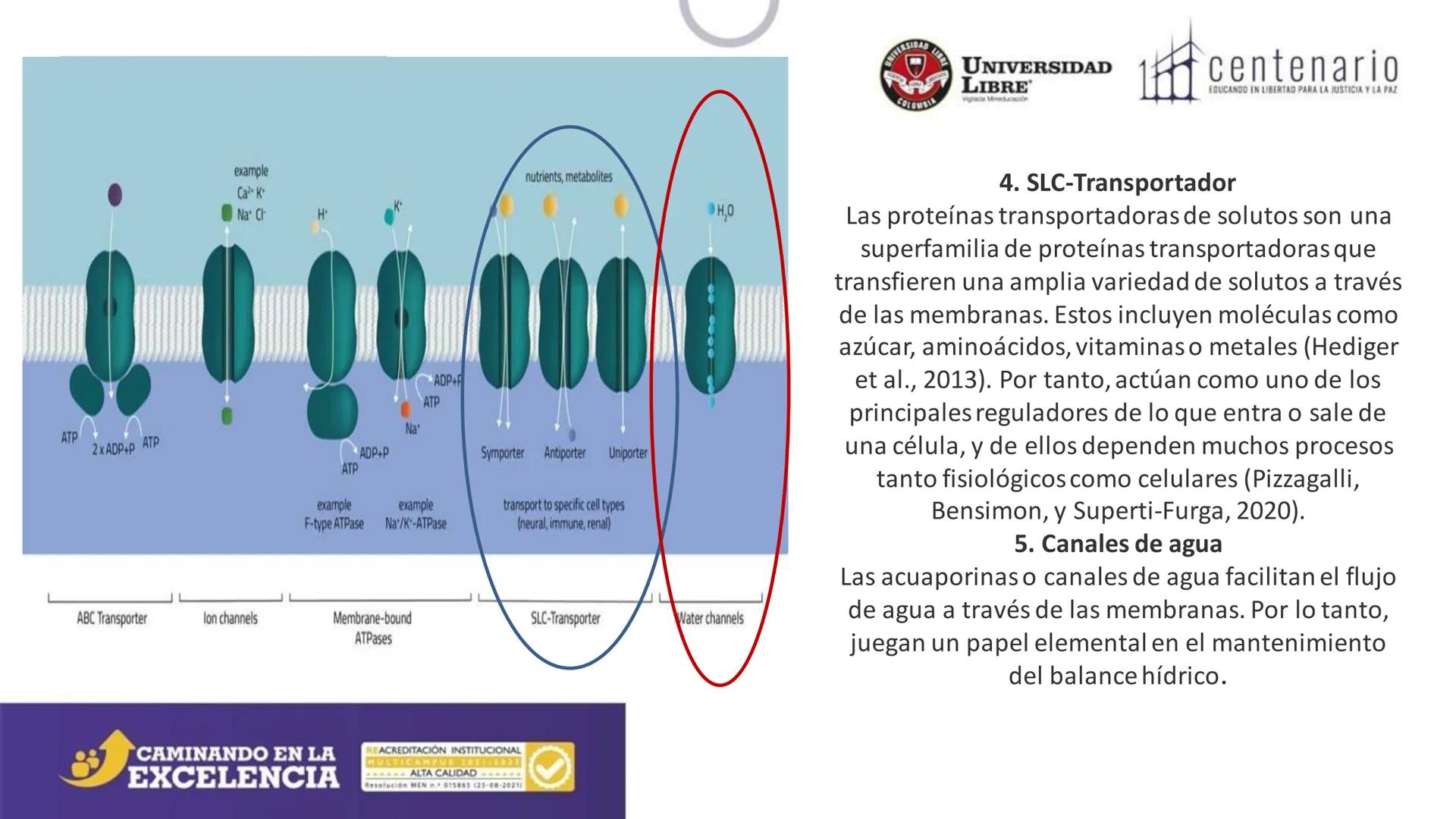NIVERSIDAD LIBRE
COLOMBIA
UNIVERSIDAD
LIBRE
Viglade Mineducación
centenario
EDUCANDO EN LIBERTAD PARA LA JUSTICIA Y LA PAZ
# La Célula
C