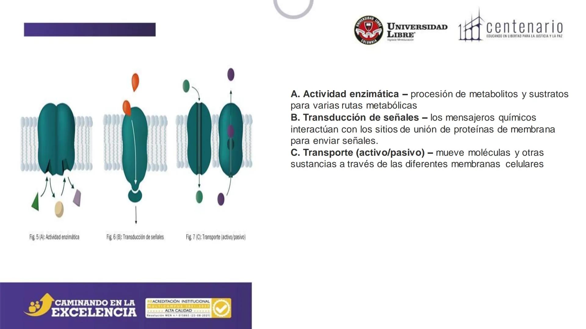 NIVERSIDAD LIBRE
COLOMBIA
UNIVERSIDAD
LIBRE
Viglade Mineducación
centenario
EDUCANDO EN LIBERTAD PARA LA JUSTICIA Y LA PAZ
# La Célula
C