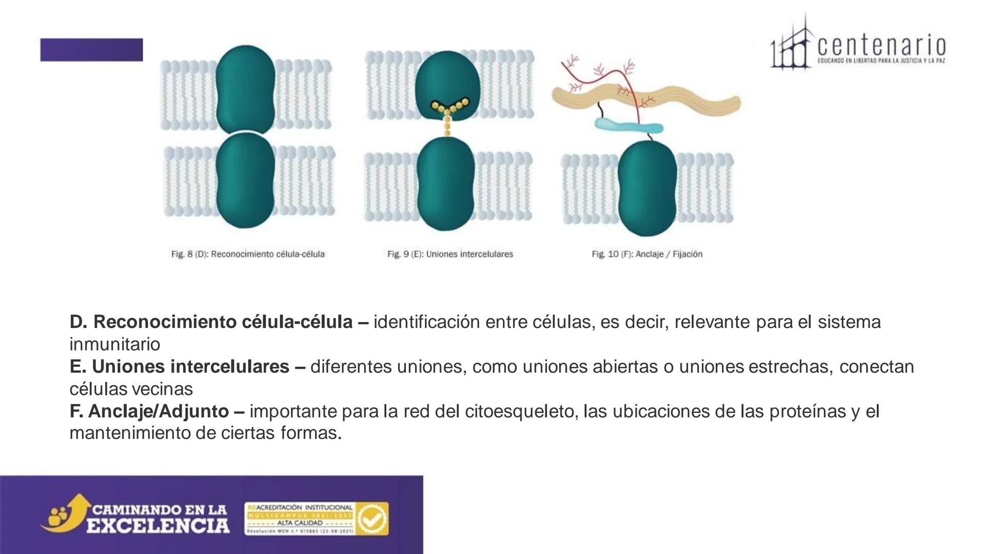 NIVERSIDAD LIBRE
COLOMBIA
UNIVERSIDAD
LIBRE
Viglade Mineducación
centenario
EDUCANDO EN LIBERTAD PARA LA JUSTICIA Y LA PAZ
# La Célula
C