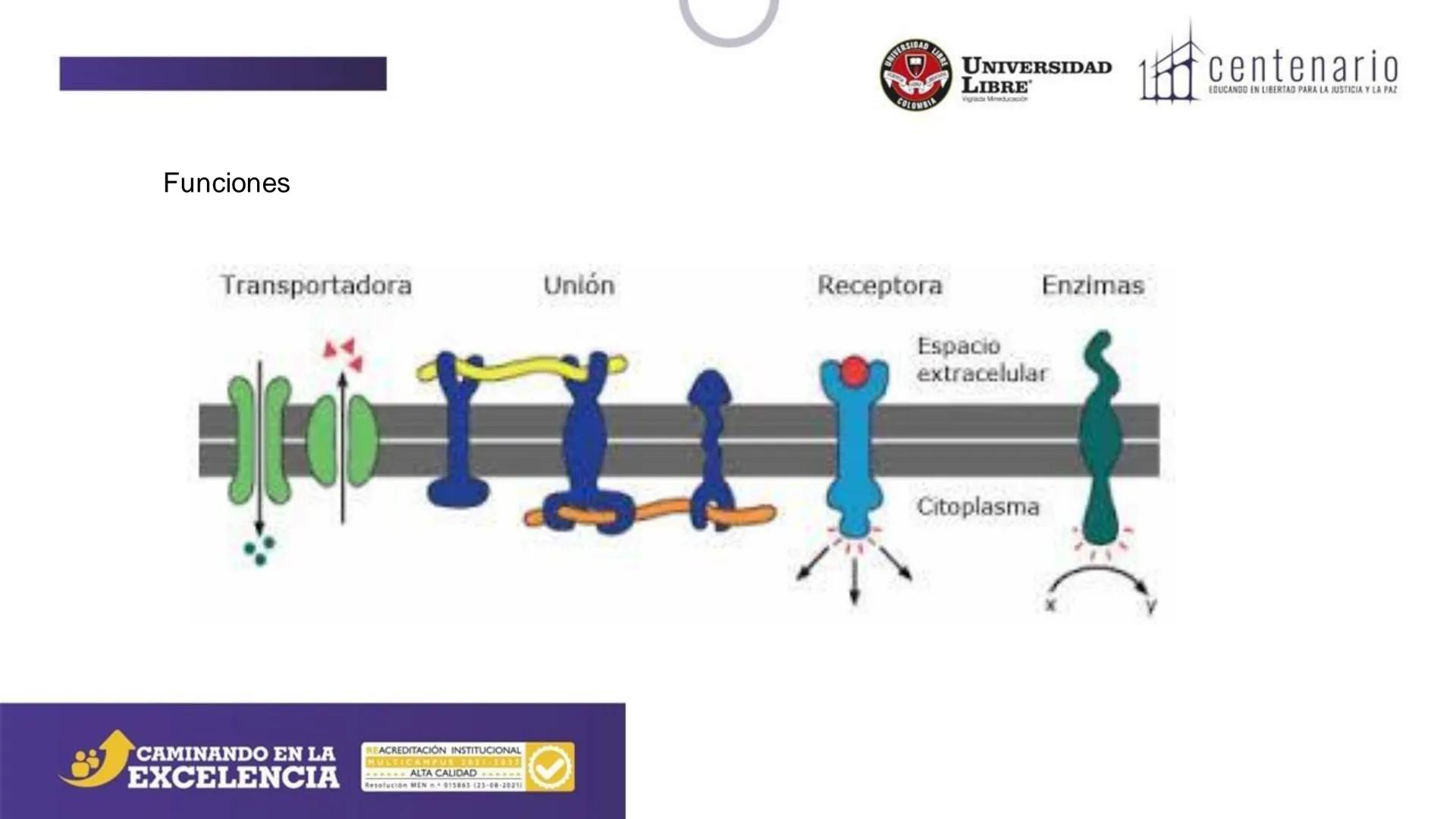 NIVERSIDAD LIBRE
COLOMBIA
UNIVERSIDAD
LIBRE
Viglade Mineducación
centenario
EDUCANDO EN LIBERTAD PARA LA JUSTICIA Y LA PAZ
# La Célula
C