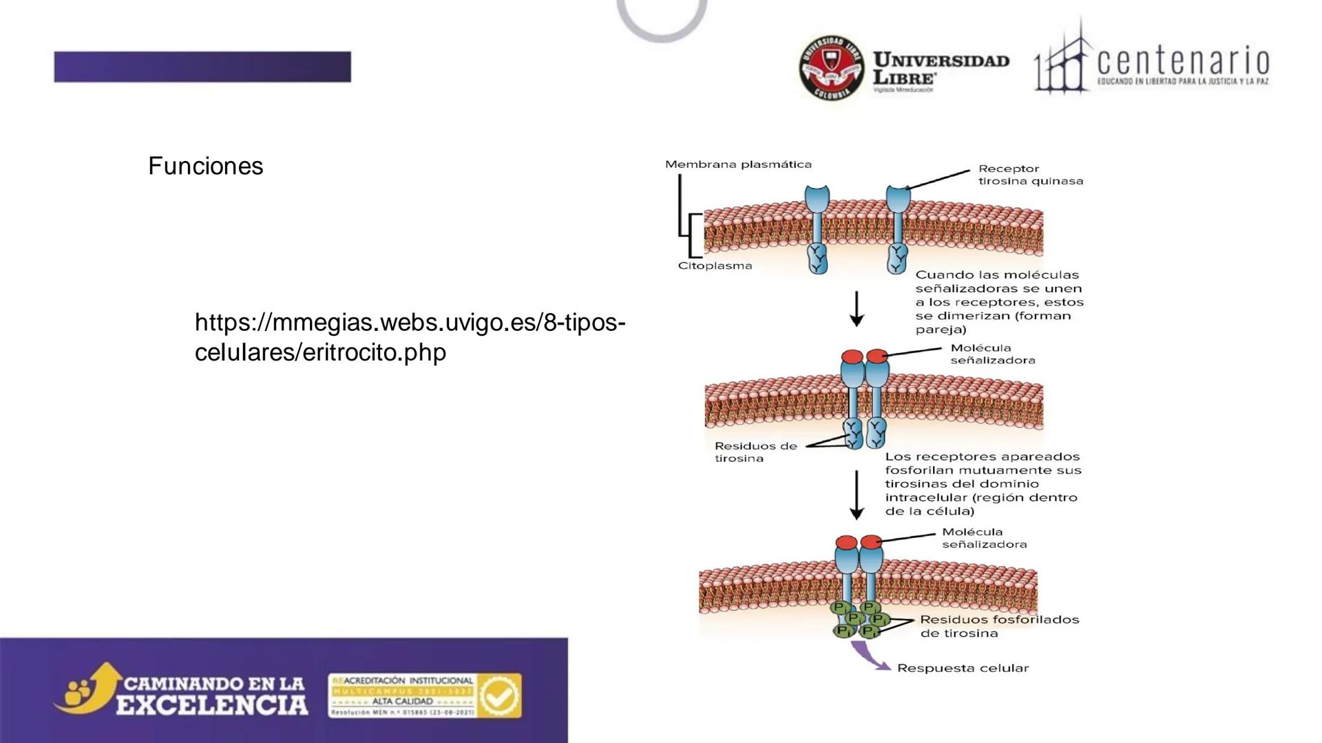 NIVERSIDAD LIBRE
COLOMBIA
UNIVERSIDAD
LIBRE
Viglade Mineducación
centenario
EDUCANDO EN LIBERTAD PARA LA JUSTICIA Y LA PAZ
# La Célula
C